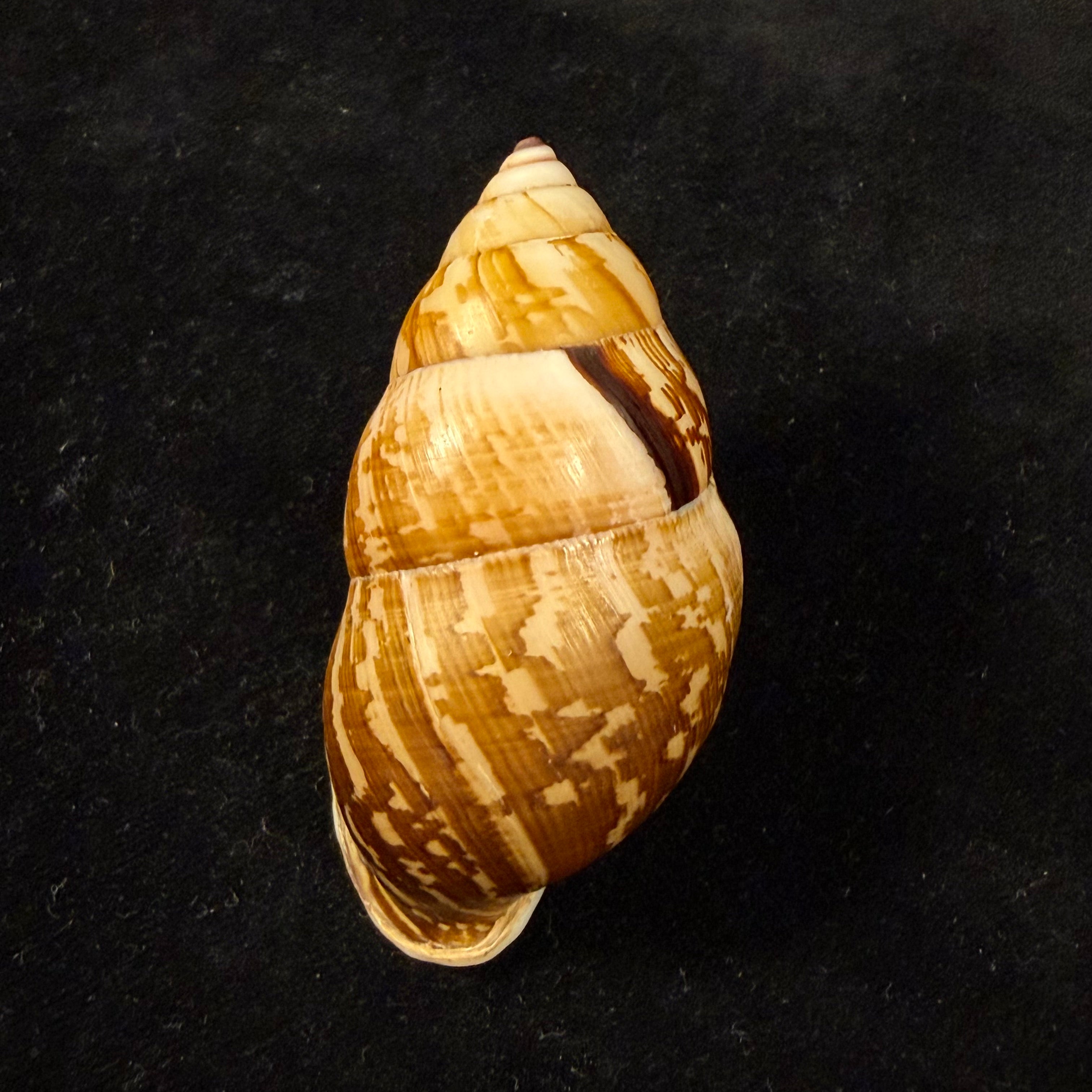 Amphidromus cambojiensis (Reeve, 1860) - 69,4mm