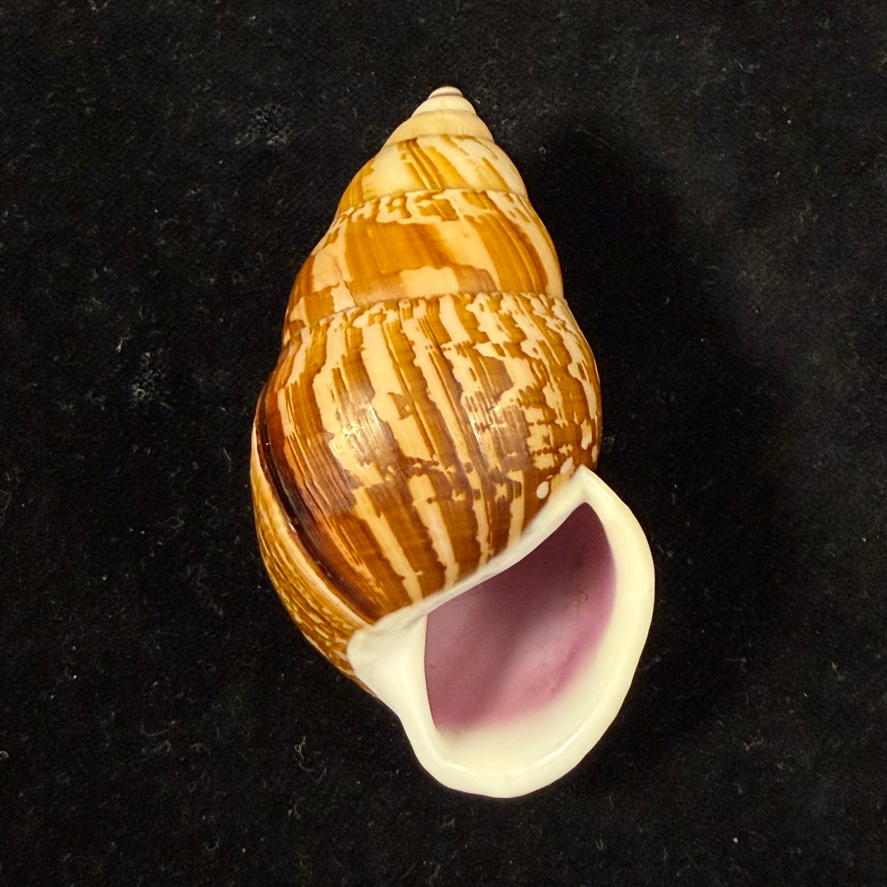 Amphidromus cambojiensis (Reeve, 1860) - 69,4mm