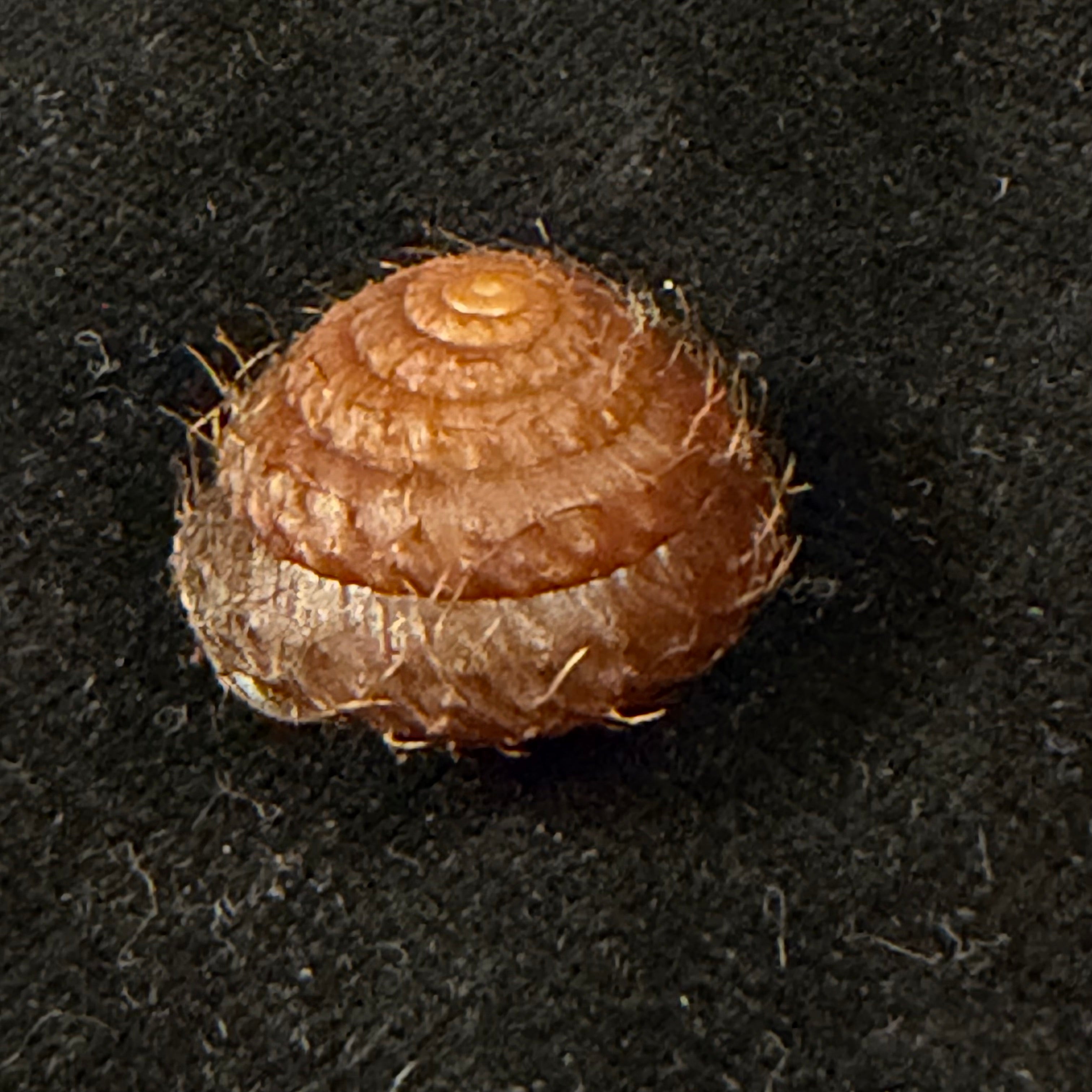 Moellendorffia eastlakeana (Möllendorff, 1882) - 20,7mm