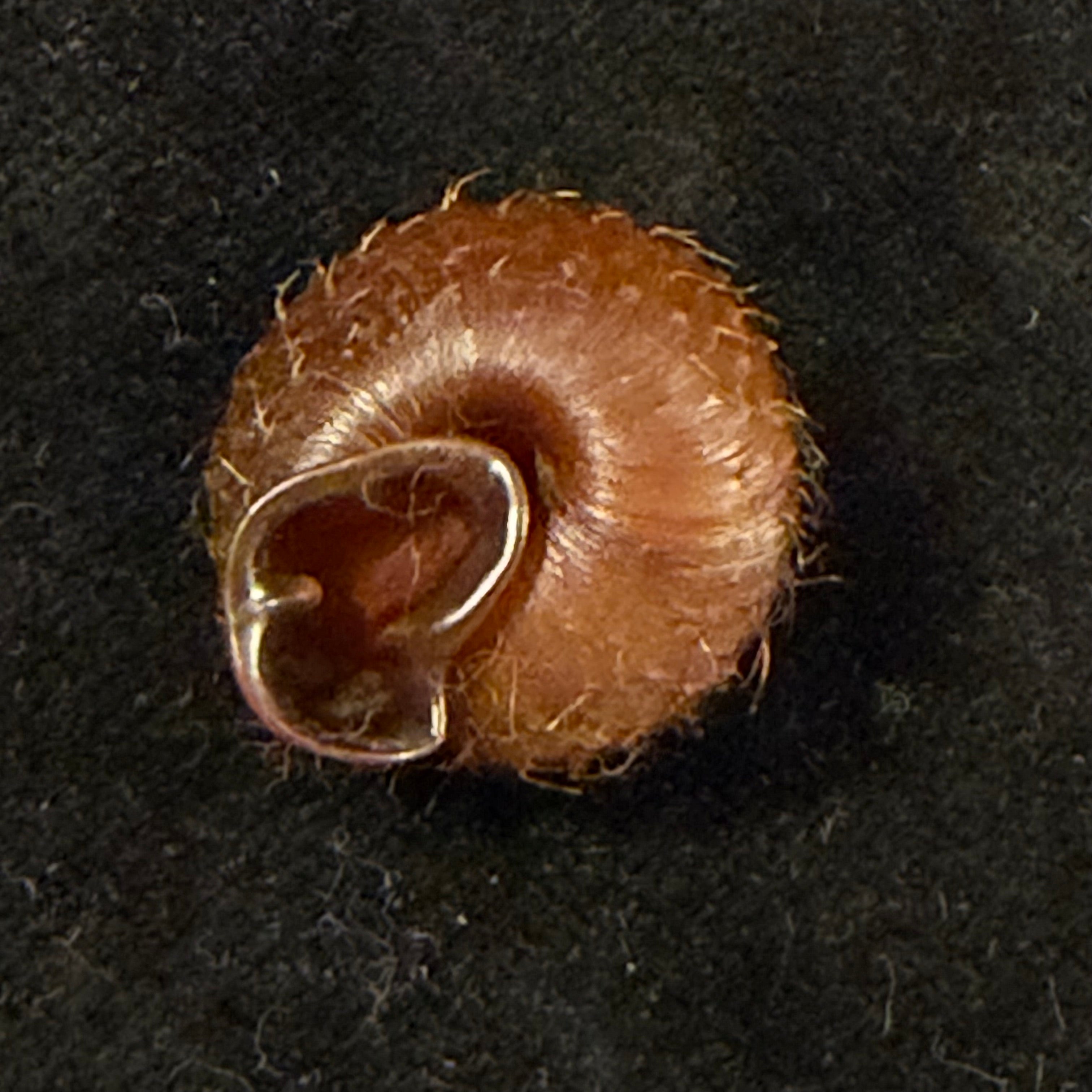 Moellendorffia eastlakeana (Möllendorff, 1882) - 20,7mm