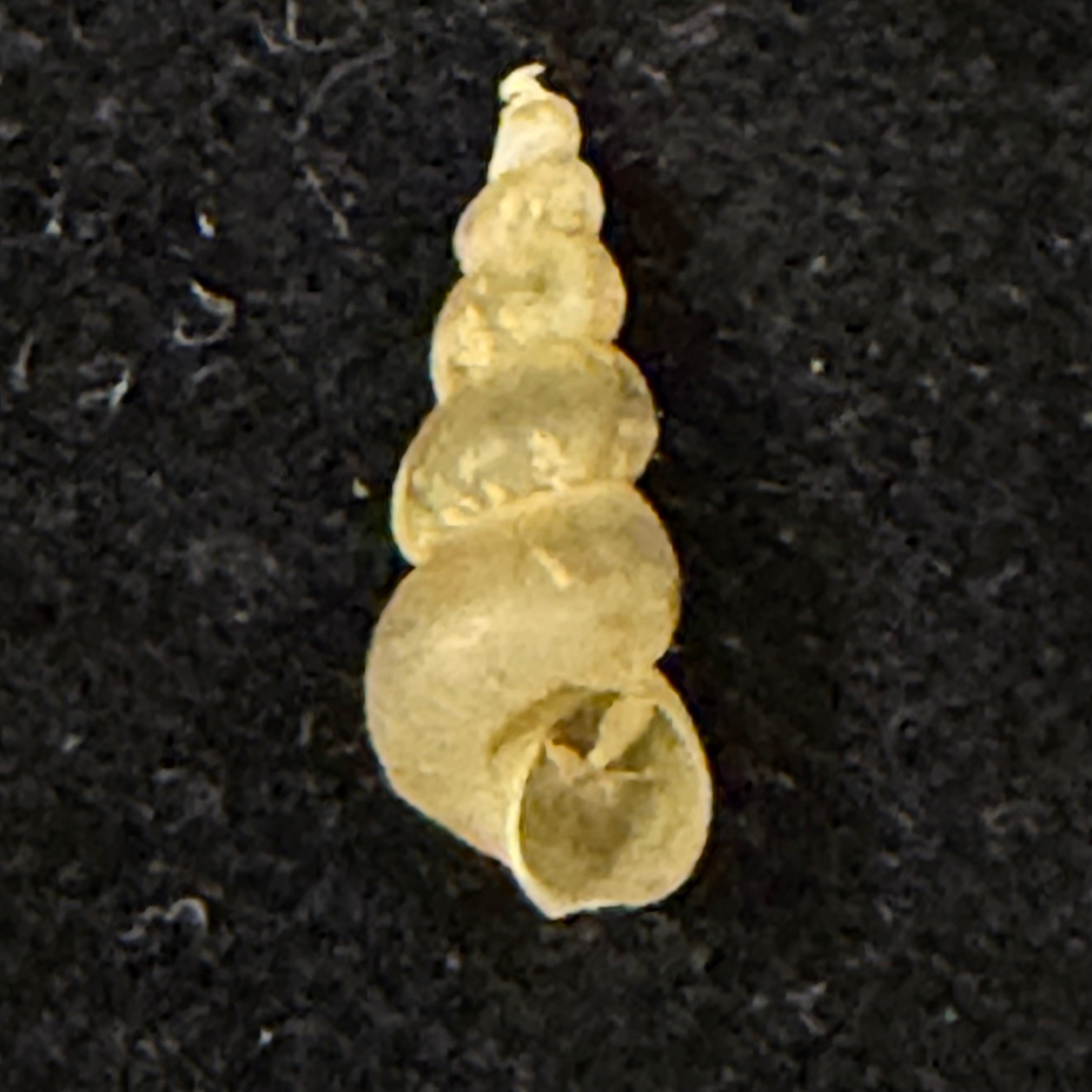 Baicalia turriformis (W. Dybowski, 1875) - 14,9mm