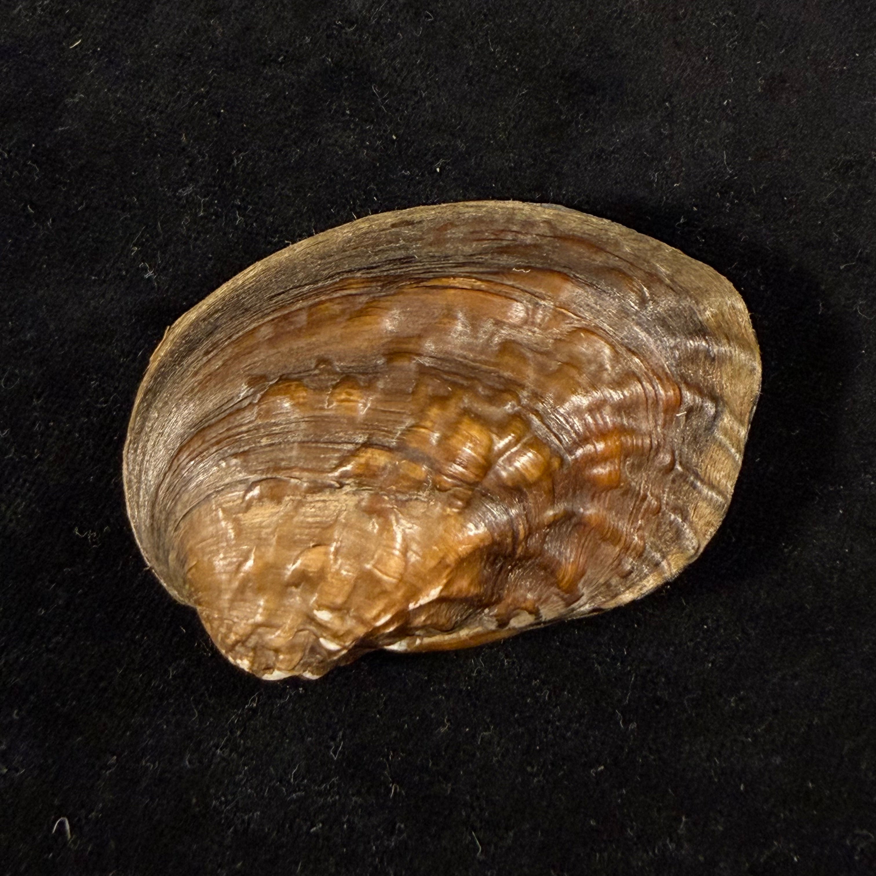 Lamprotula caveata (Heude, 1877) - 59,9mm