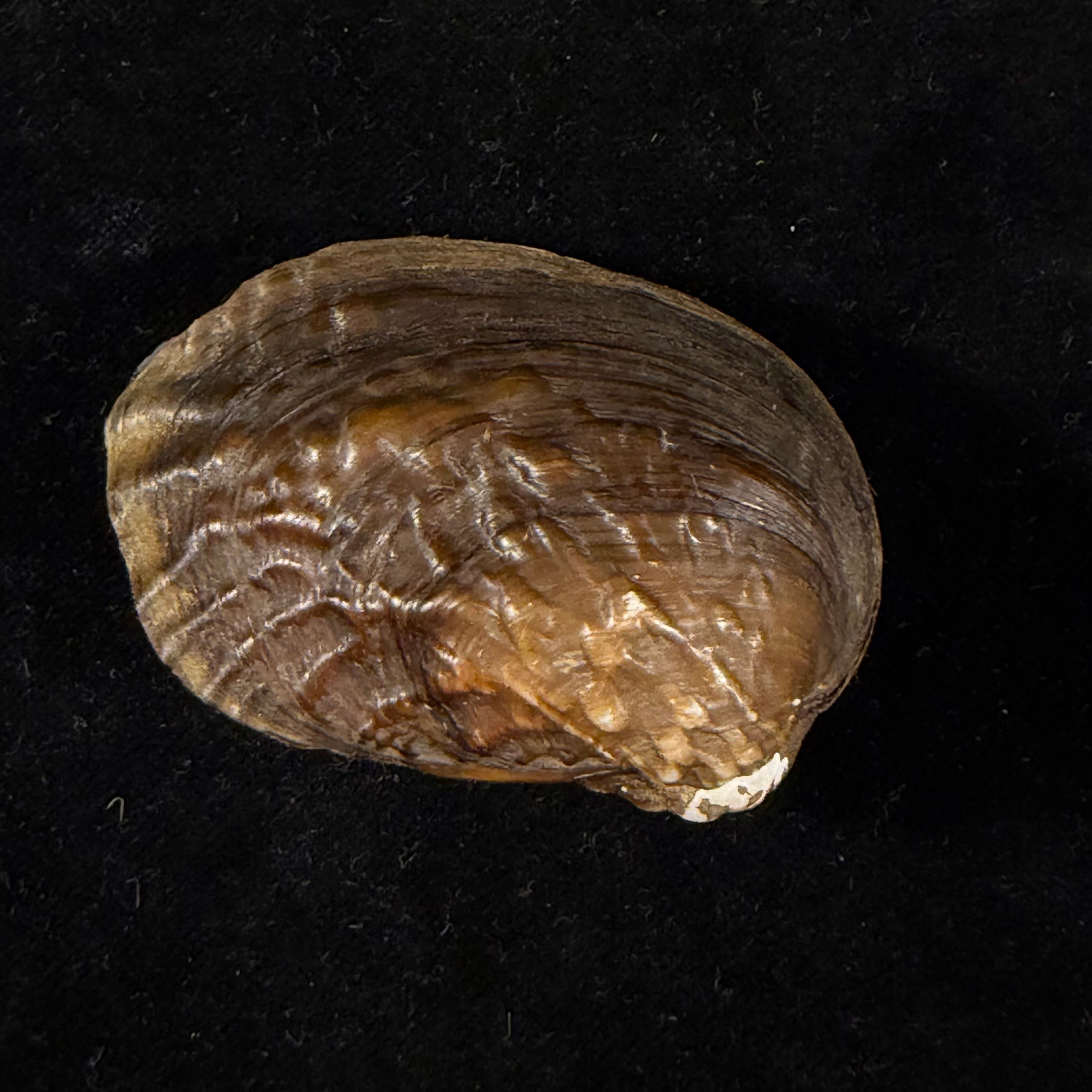 Lamprotula caveata (Heude, 1877) - 59,9mm