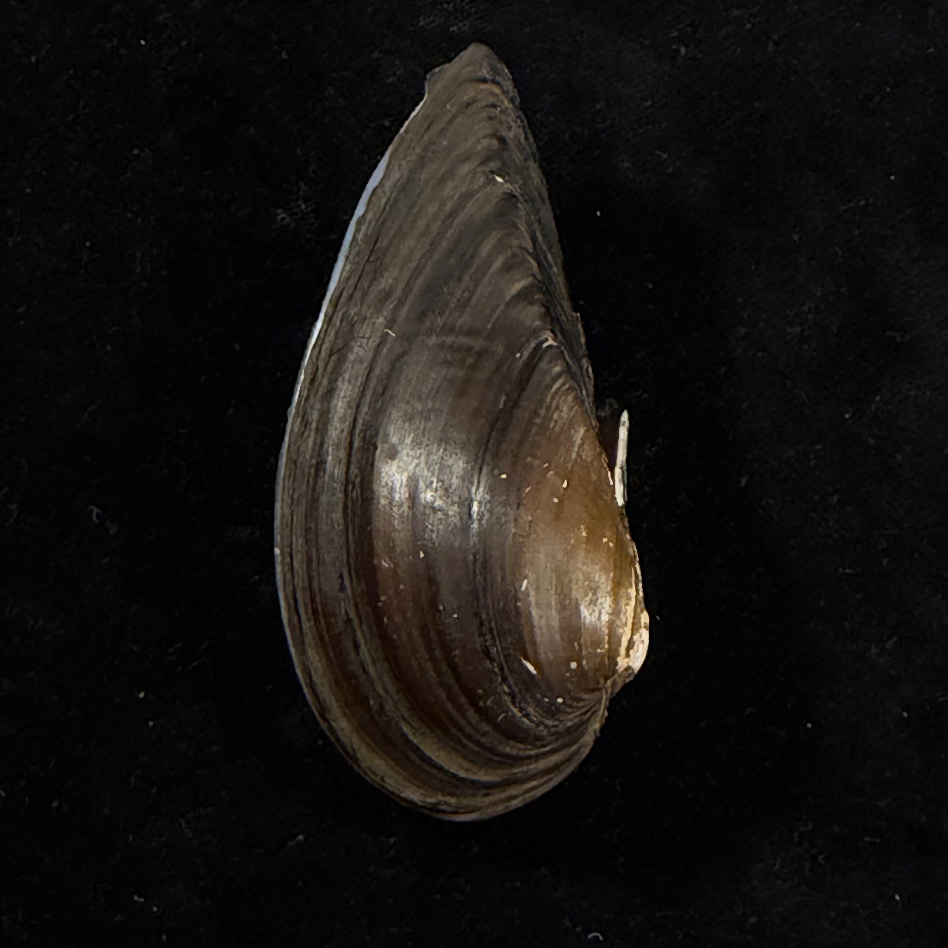 Cuneopsis heudei (Heude, 1874) - 77,6mm