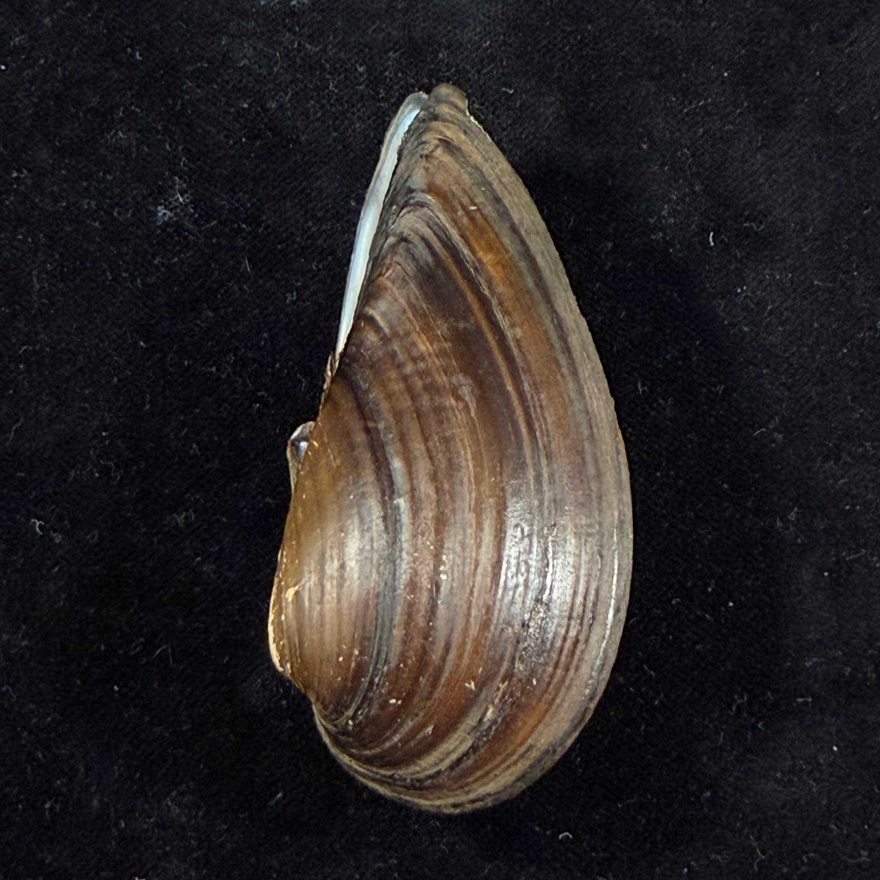 Cuneopsis heudei (Heude, 1874) - 77,6mm