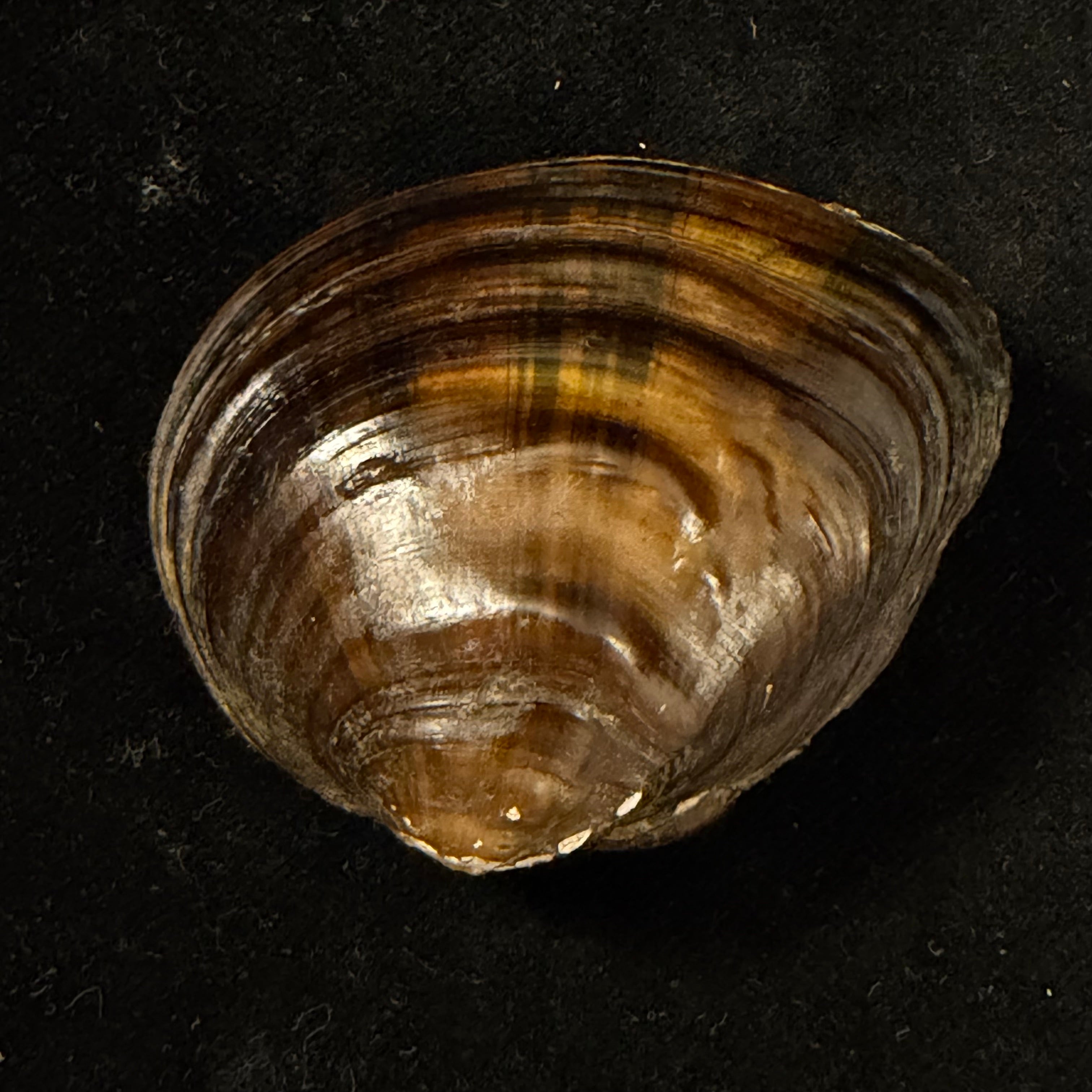 Schistodesmus xinyuensis K.Y. Hou & R.W. Wu, 2025 - 53,8mm