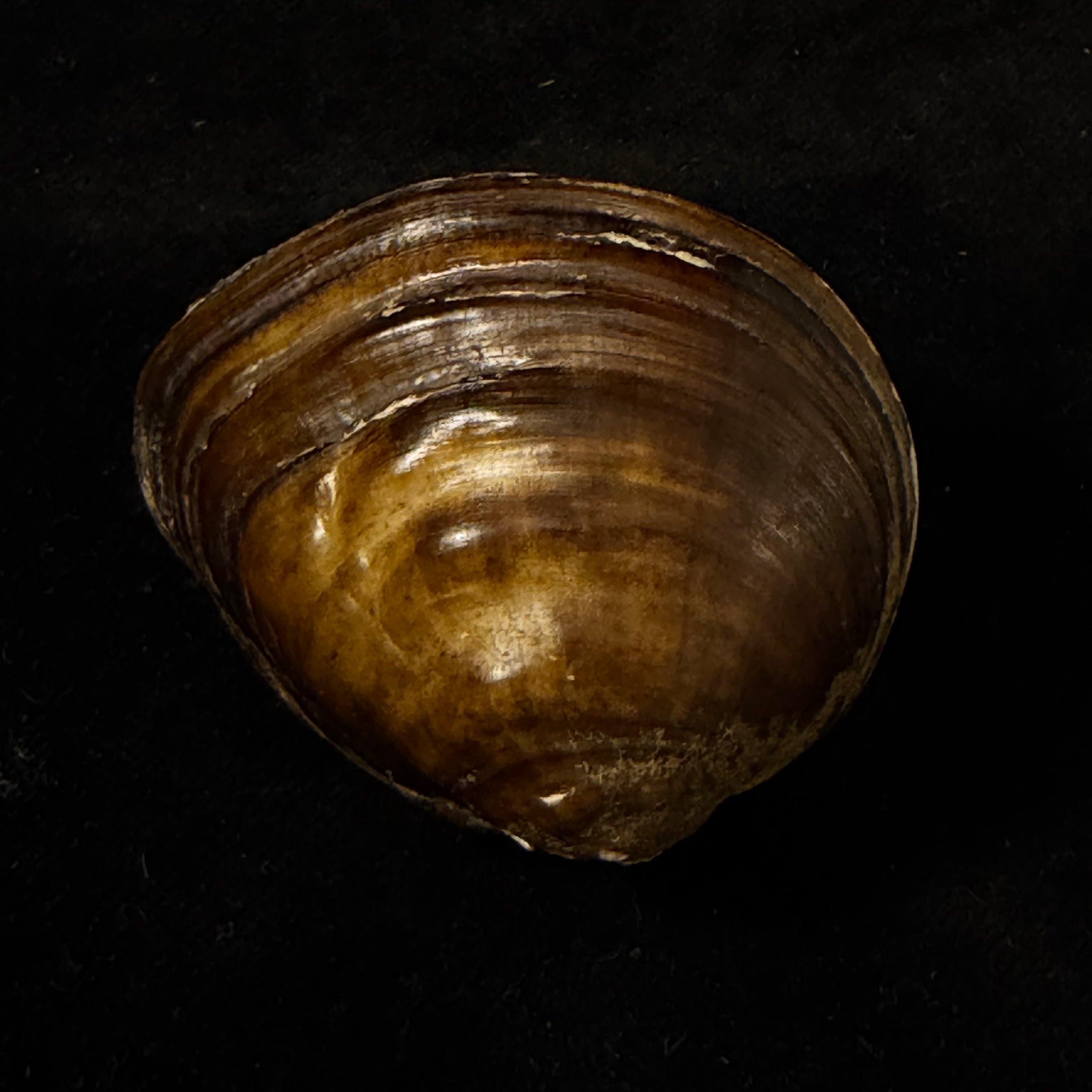 Schistodesmus xinyuensis K.Y. Hou & R.W. Wu, 2025 - 53,8mm