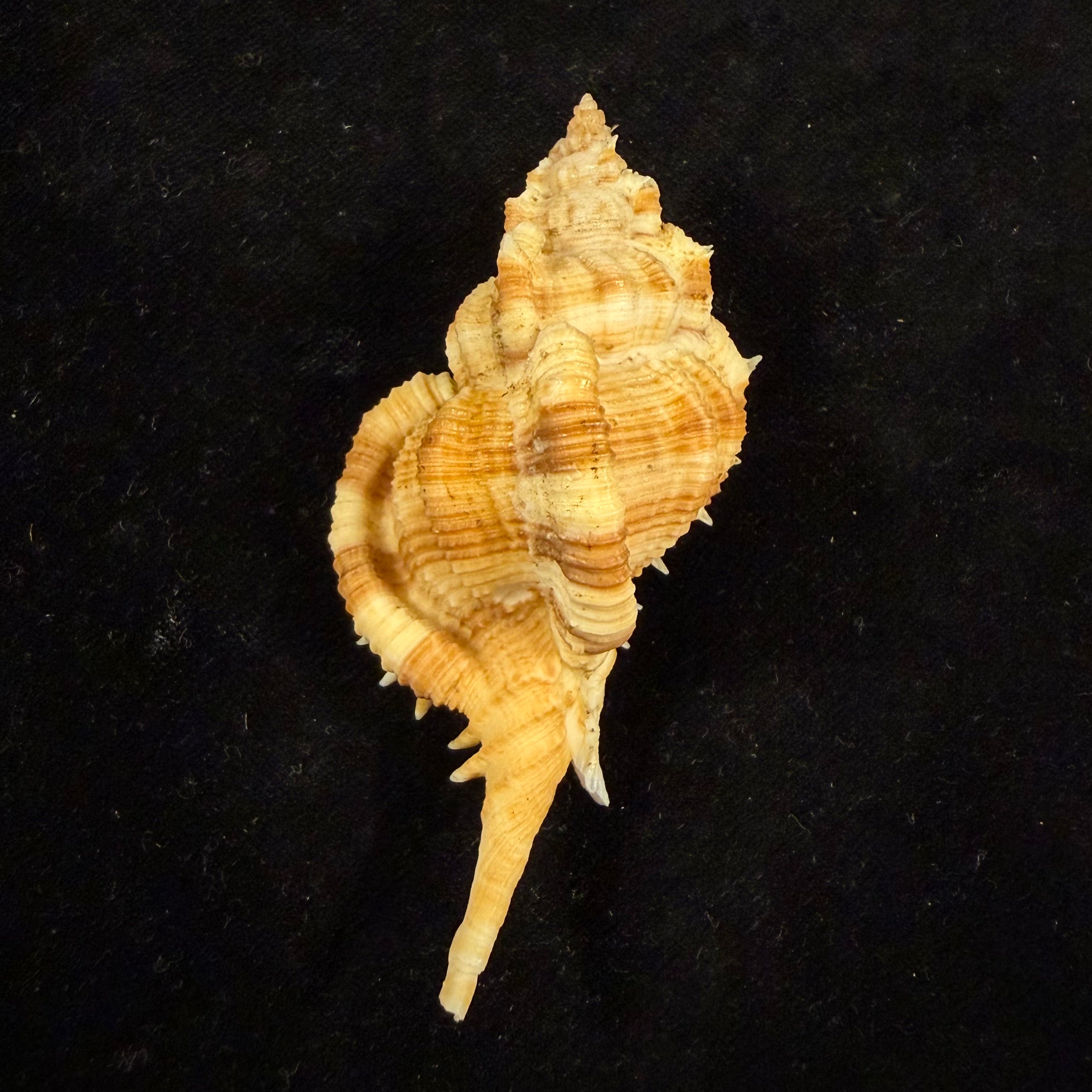 Siratus pliciferoides (Kuroda, 1942) - 82,7mm