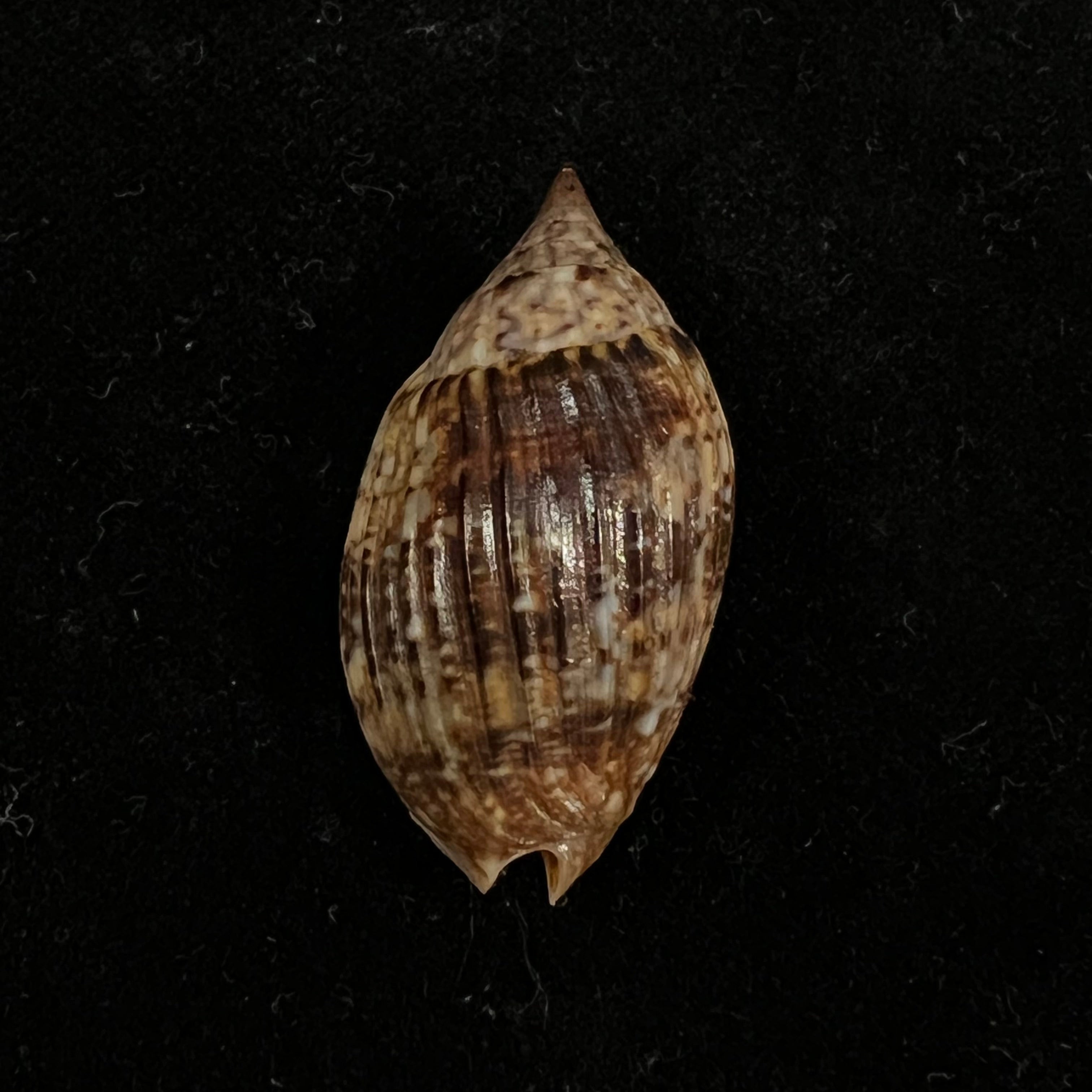 Enaeta barnesii (Gray, 1825) - 33,2mm