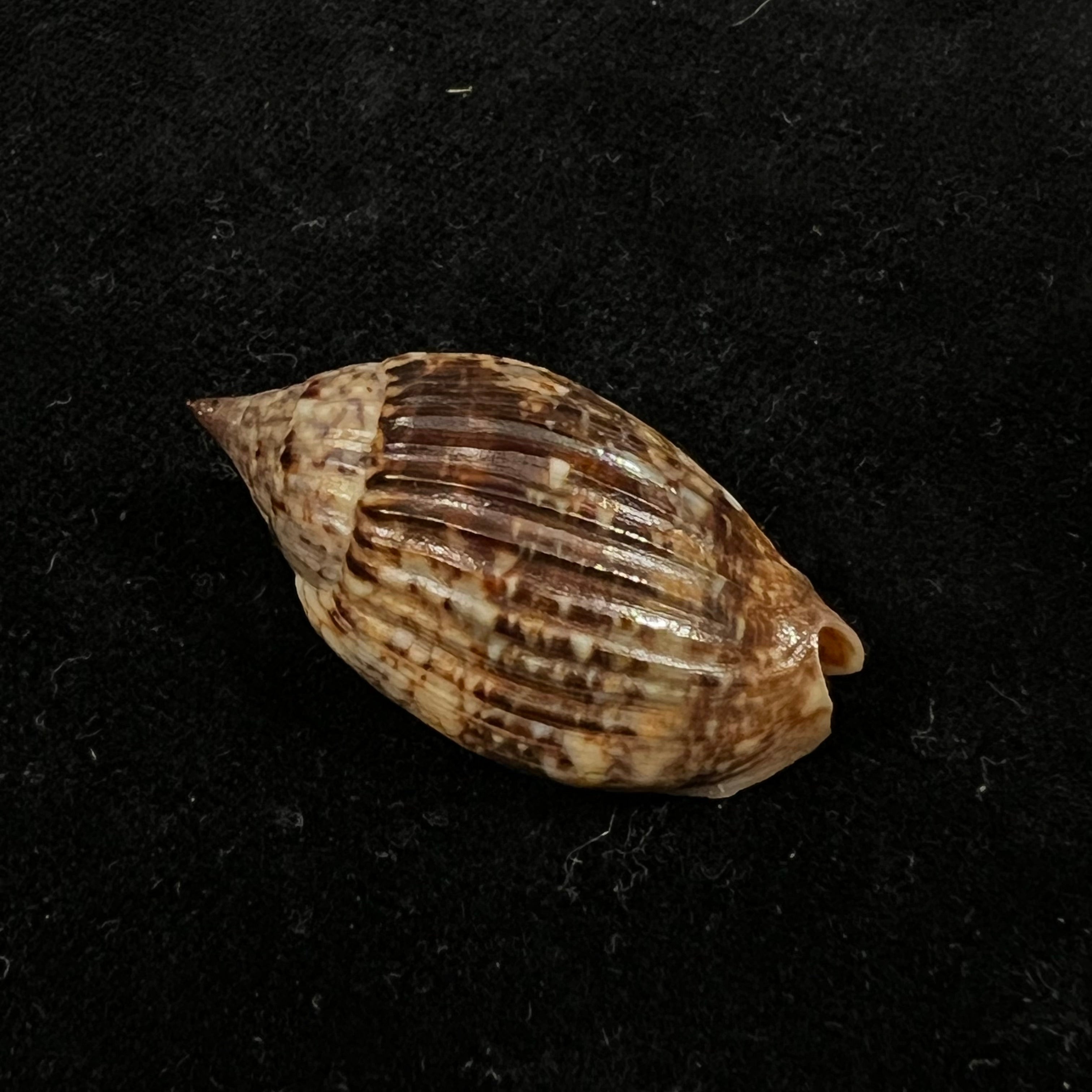 Enaeta barnesii (Gray, 1825) - 33,2mm
