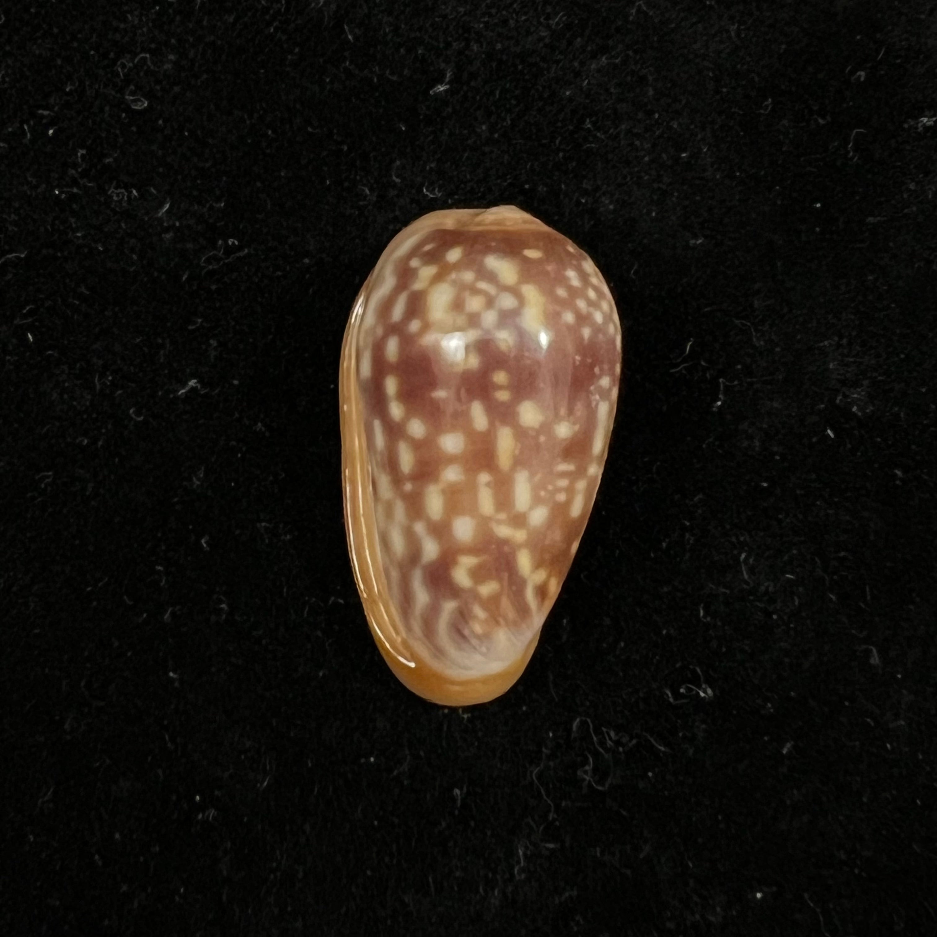 Bullata guerrinii Souza & Covert, 2001 - 27,5毫米
