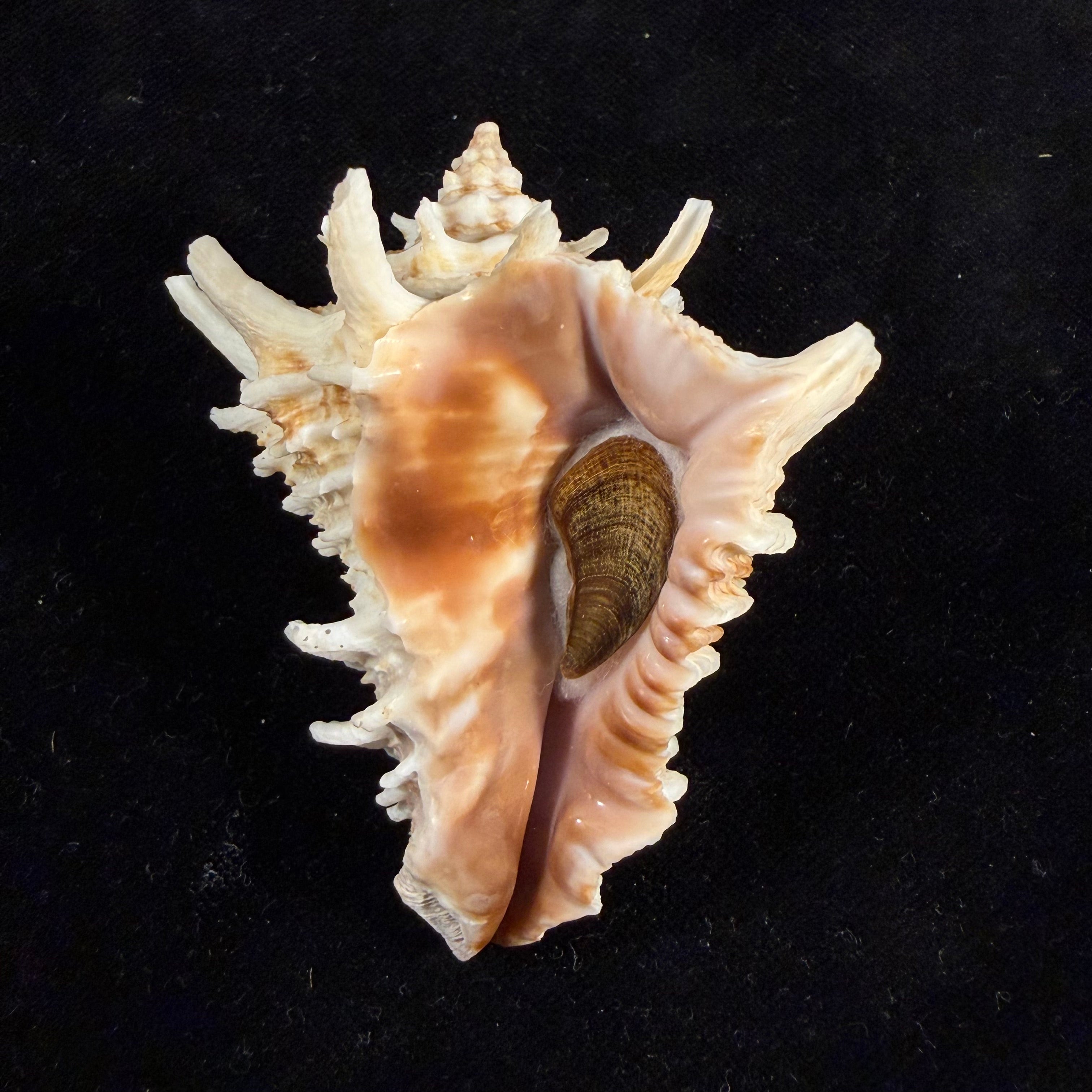 Aristovasum cassiforme (Kiener, 1840) - 68,9mm