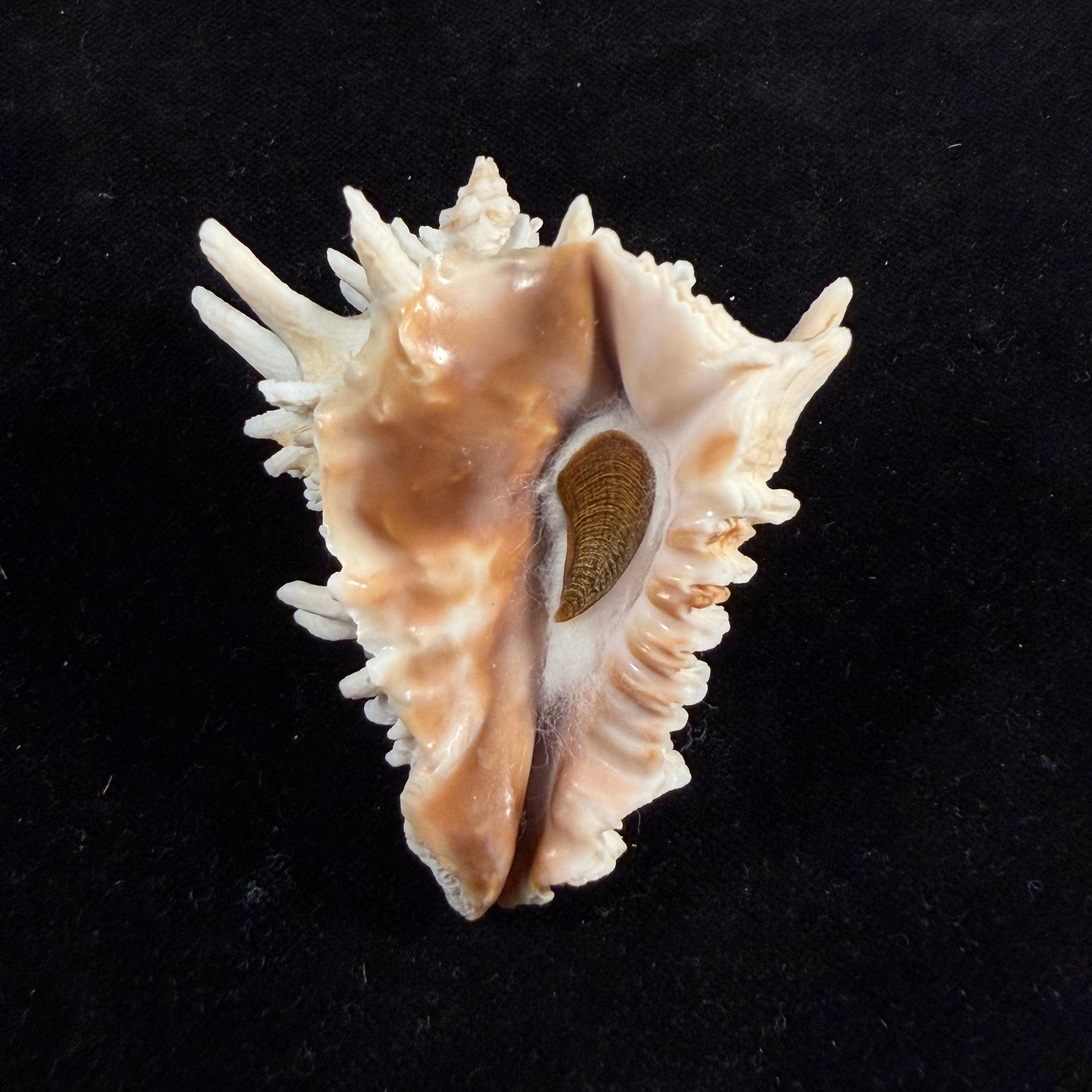 Aristovasum cassiforme (Kiener, 1840) - 65,3mm