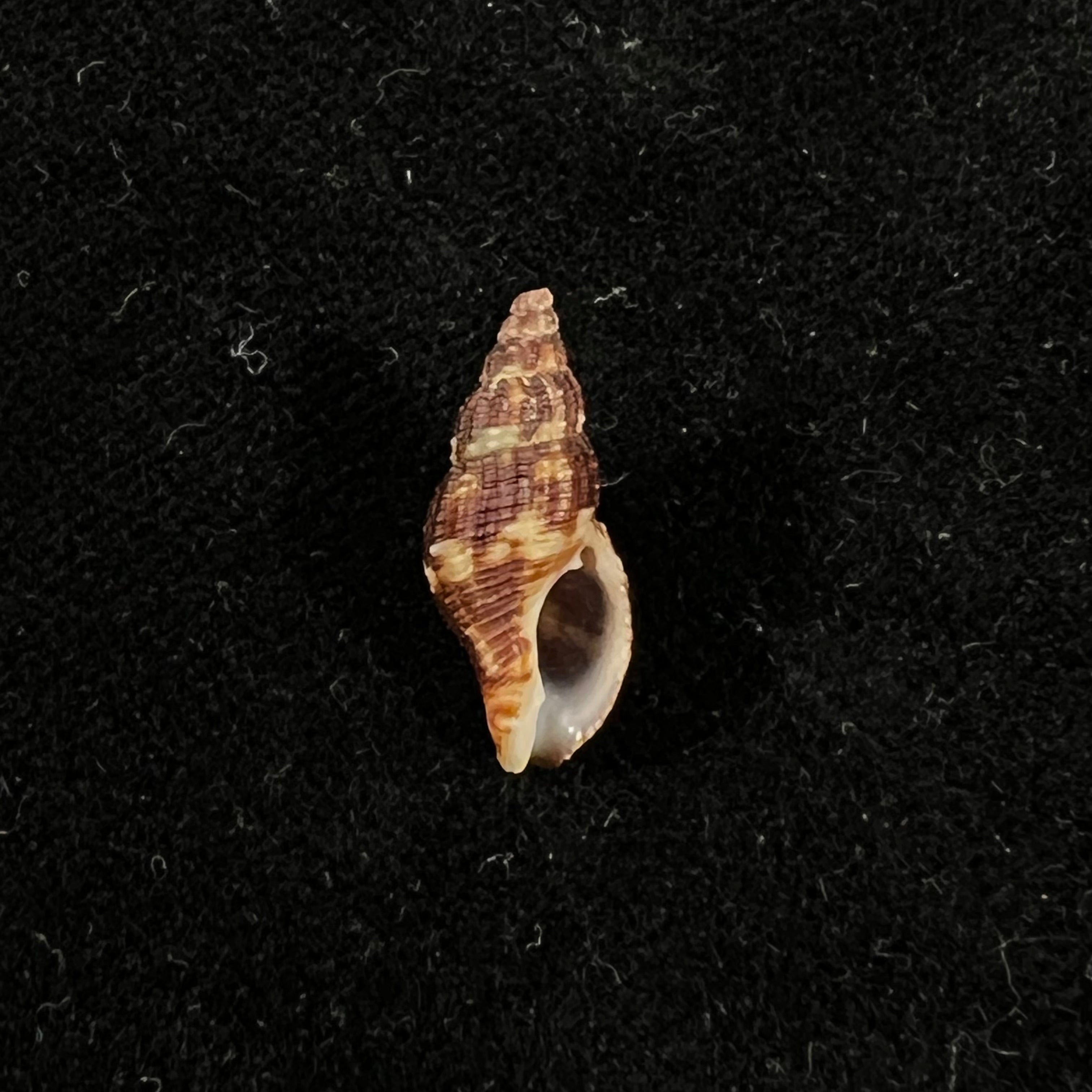 Dianthiphos bernardoi (Costa & R. S. Gomes, 1998) - 18mm