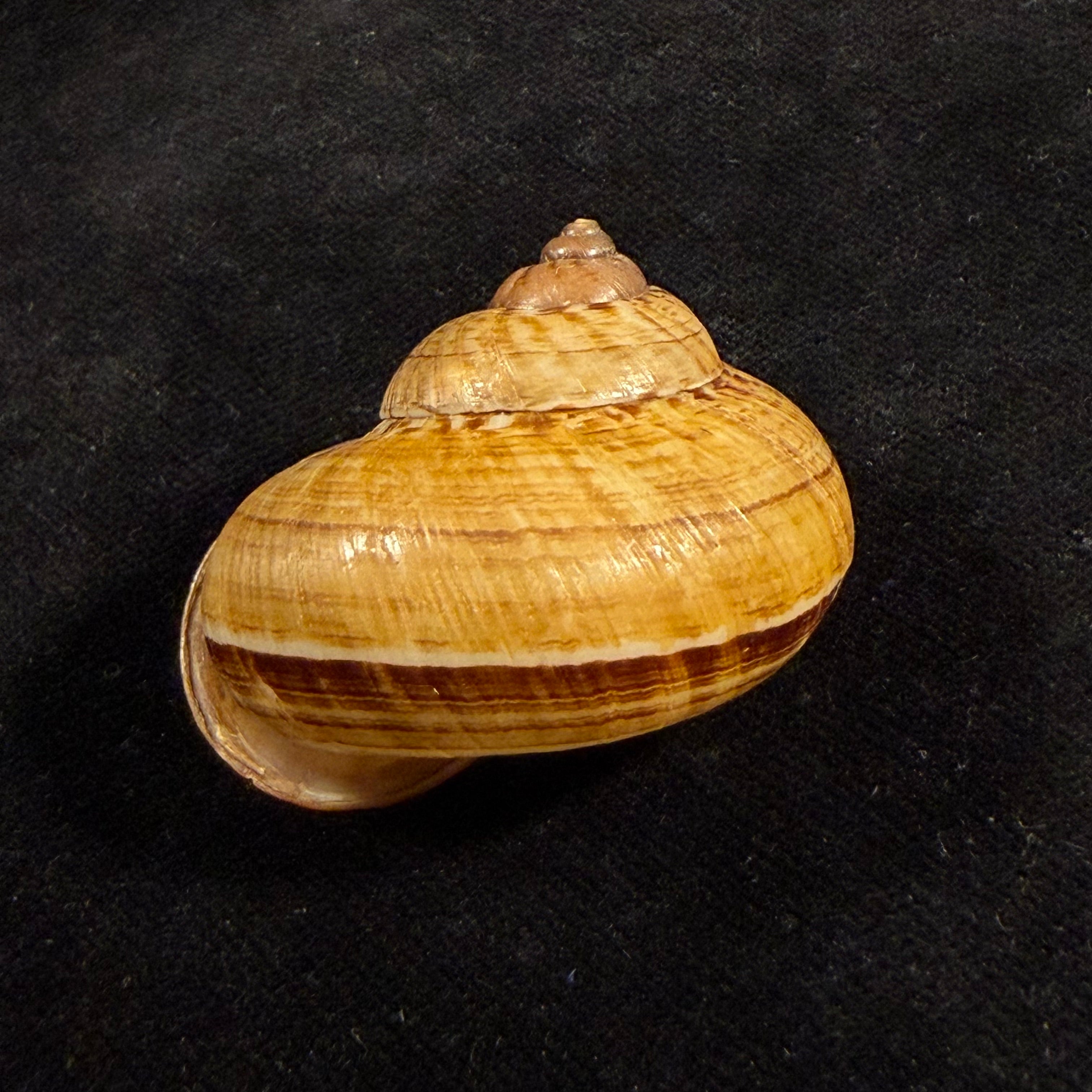 Cyclophorus aurantiacus (Schumacher, 1817) - 42,8mm