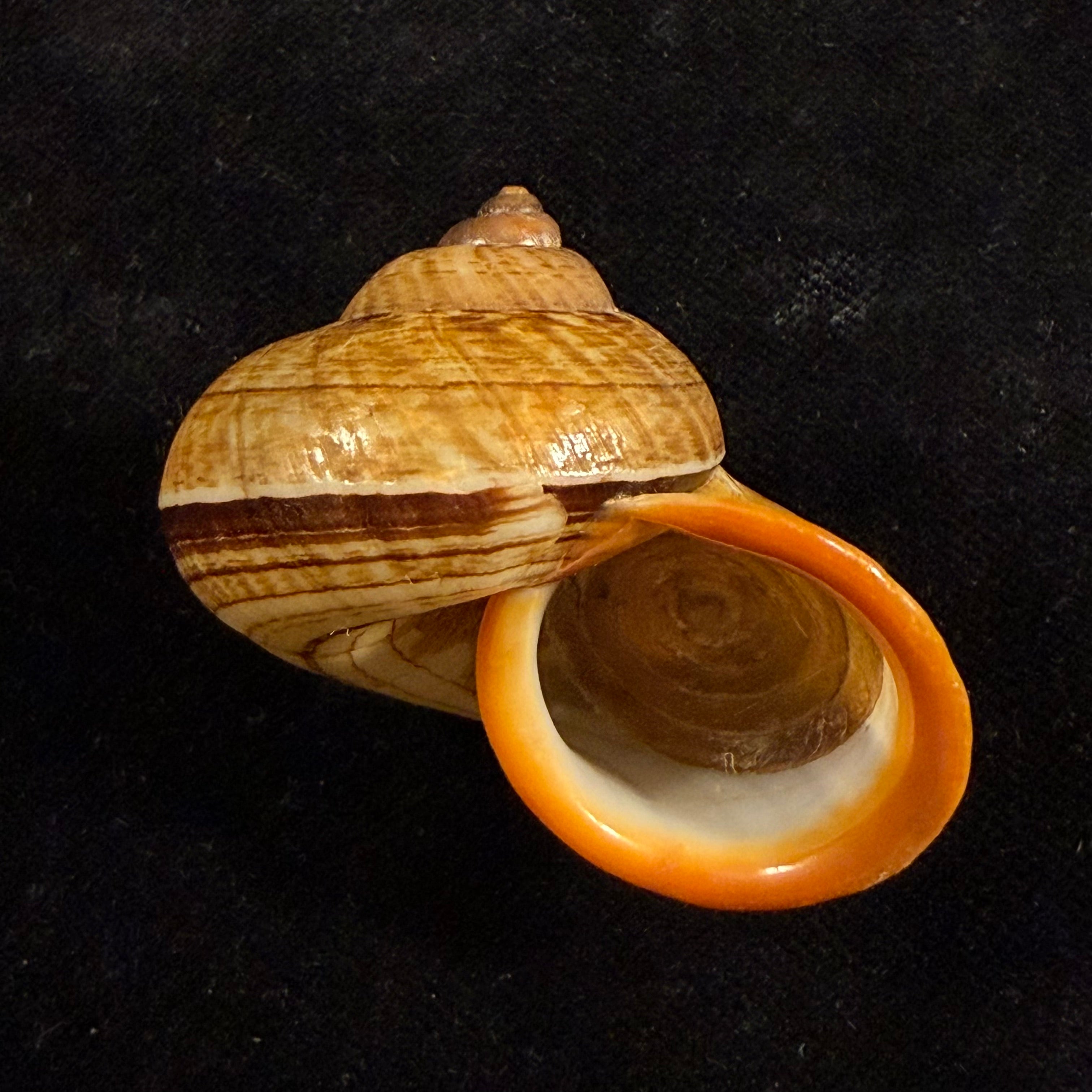 Cyclophorus aurantiacus (Schumacher, 1817) - 42,8mm