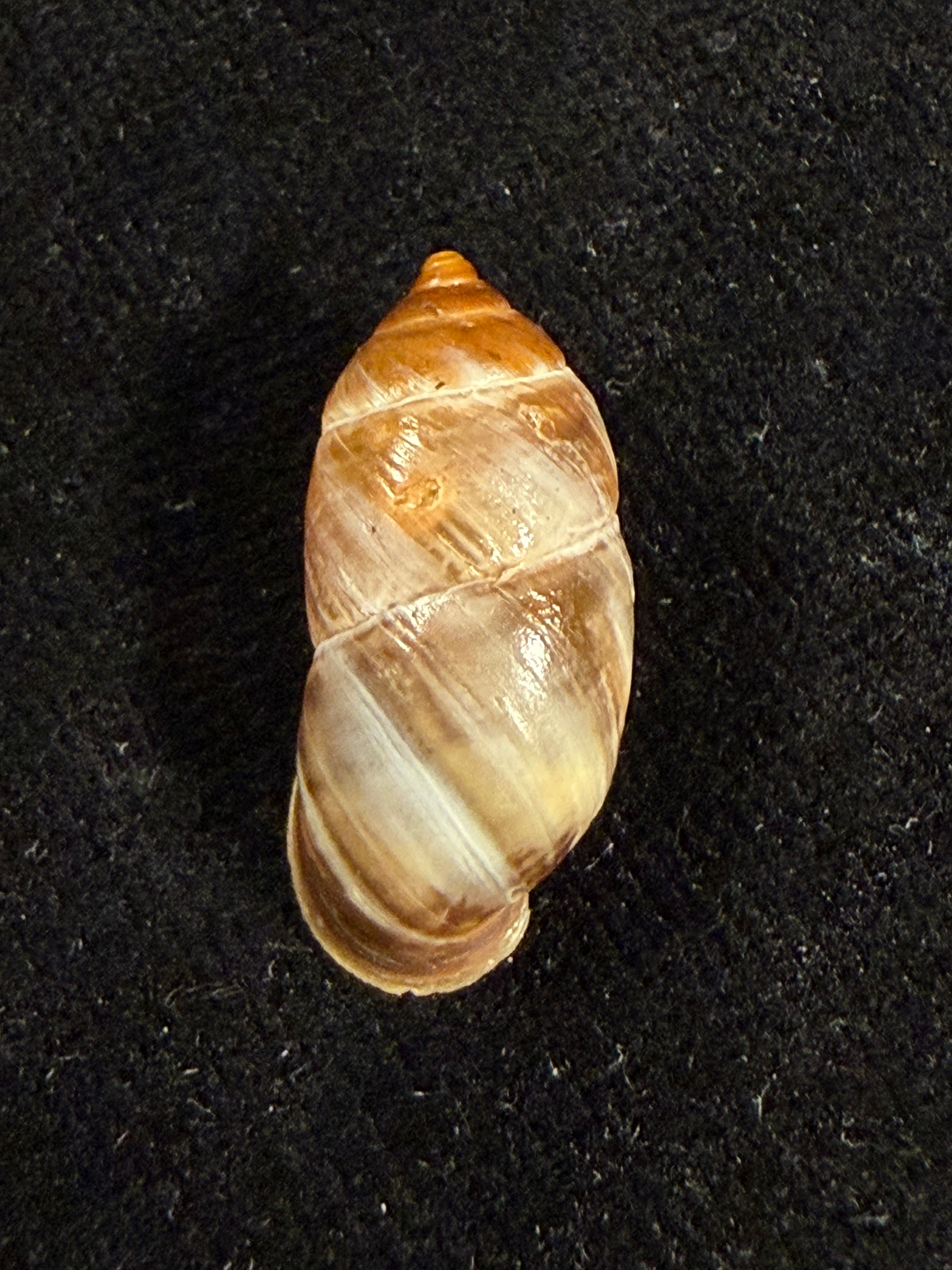 Pupinidius pulchellus Z.-G. Chen, Y.-T. Dai, X.-P. Wu & Ouyang, 2024 - 22,8mm