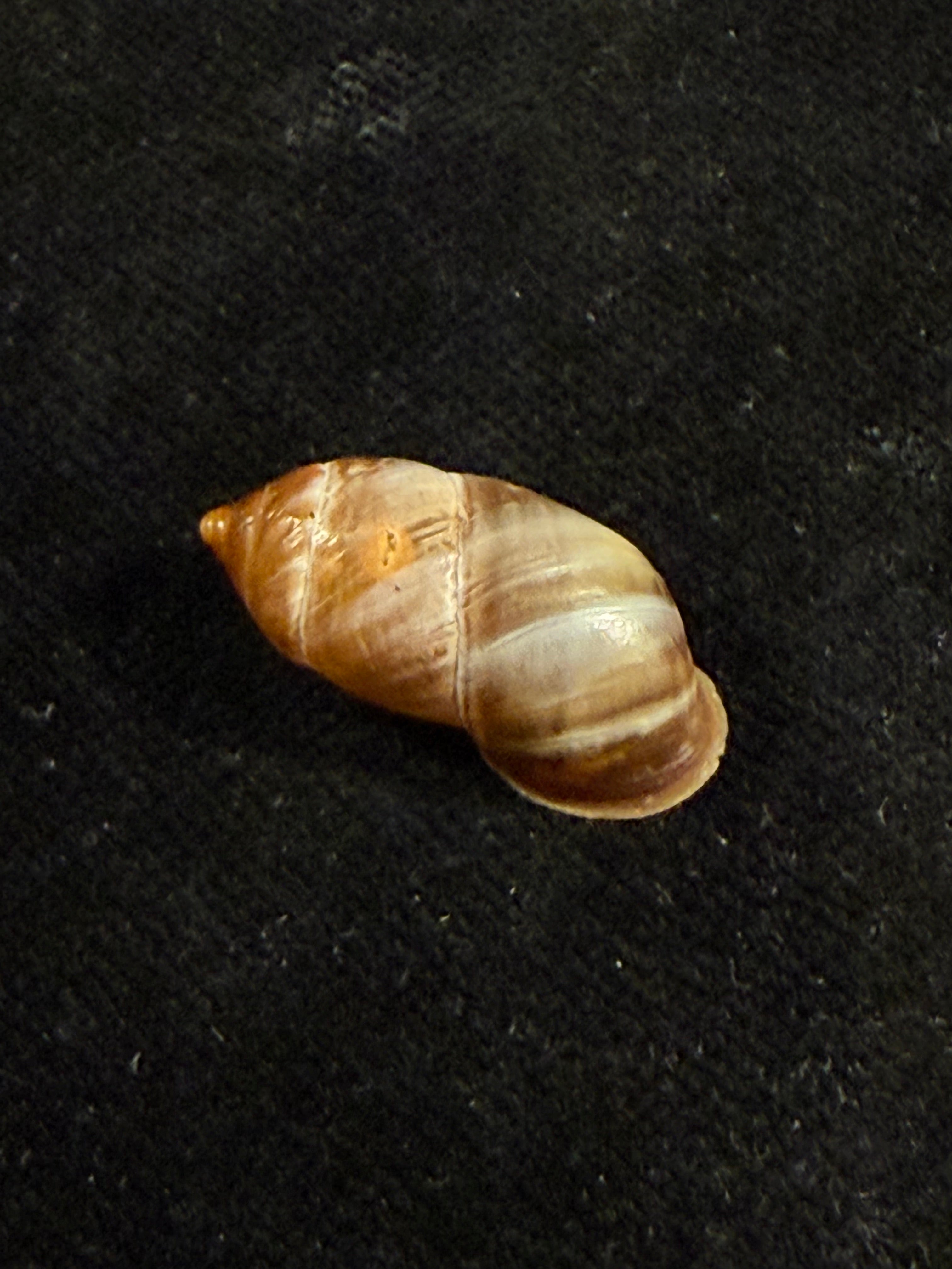 Pupinidius pulchellus Z.-G. Chen, Y.-T. Dai, X.-P. Wu & Ouyang, 2024 - 22,8mm