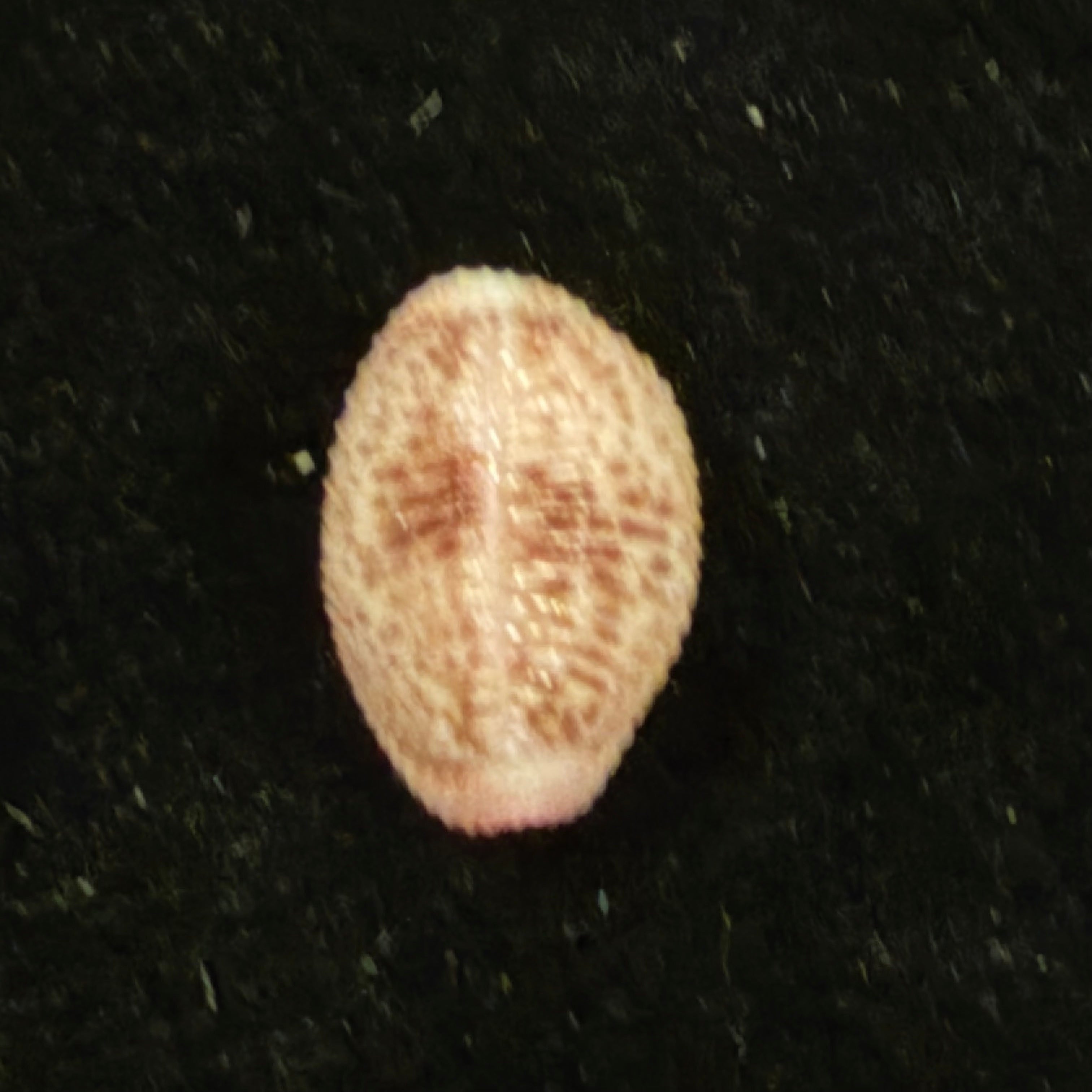 Niveria suffusa (J. E. Gray, 1827) - 10,6mm