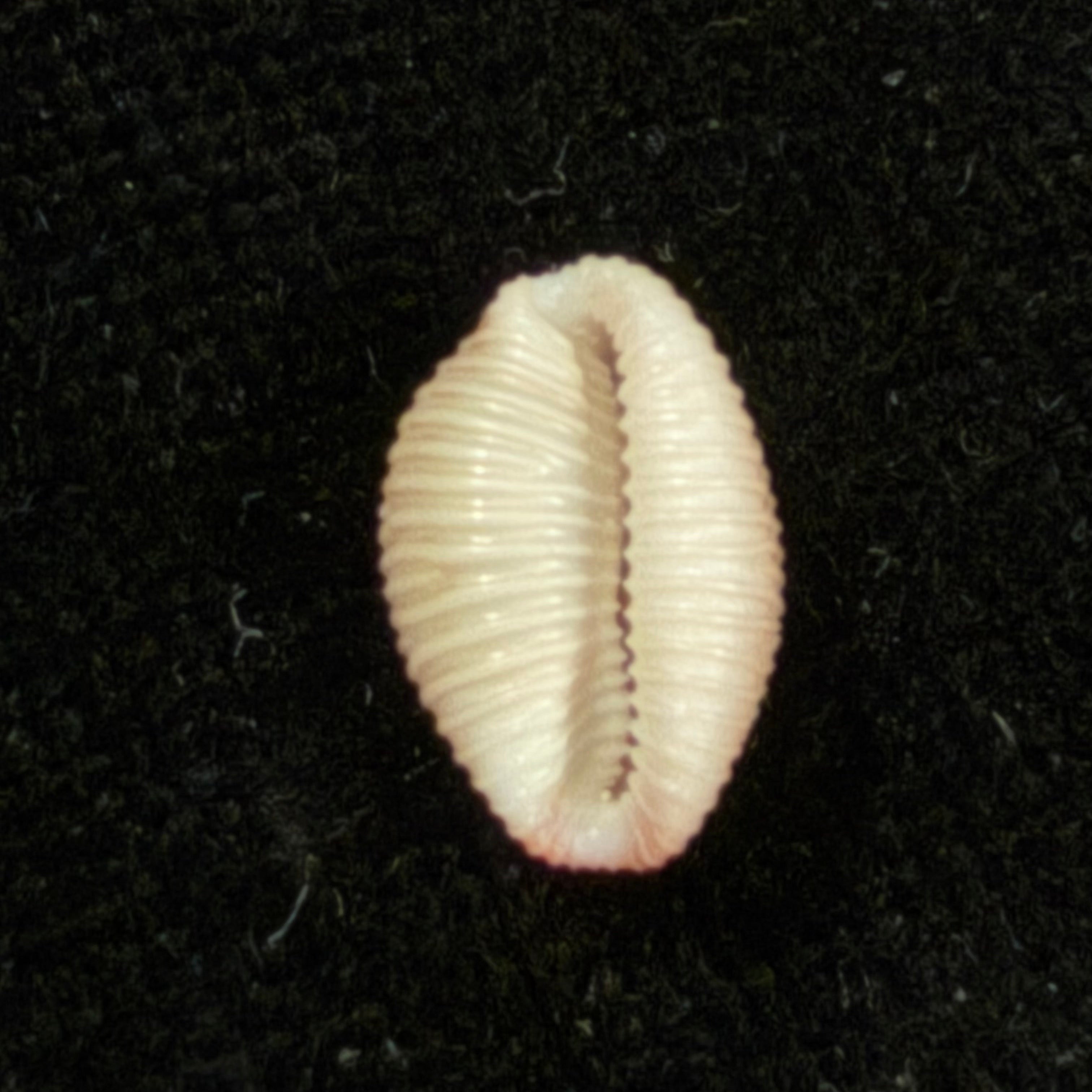 Niveria suffusa (J. E. Gray, 1827) - 10,6mm