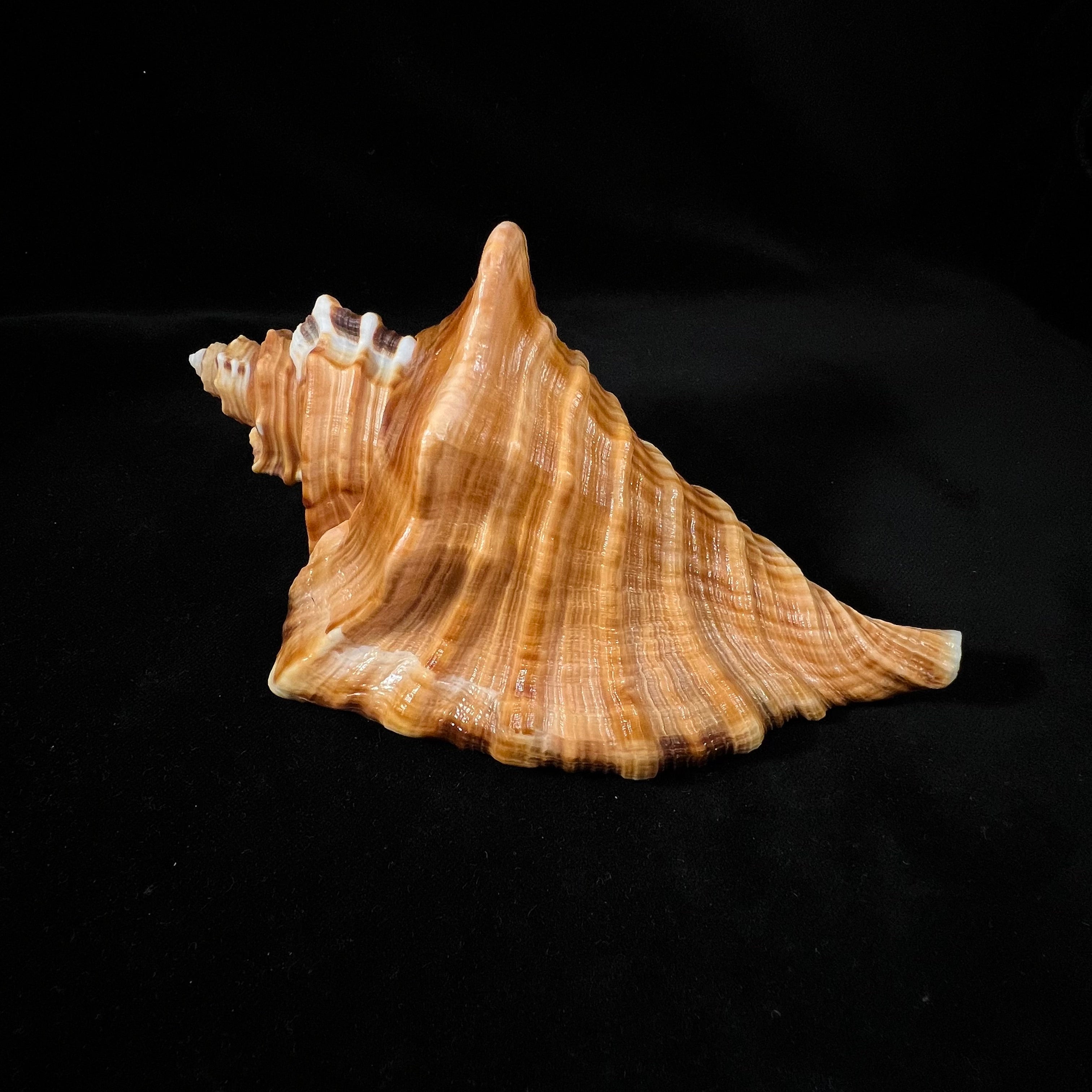 Cymatium raderi D'Attilio & B. W. Myers, 1984 - 173,1mm
