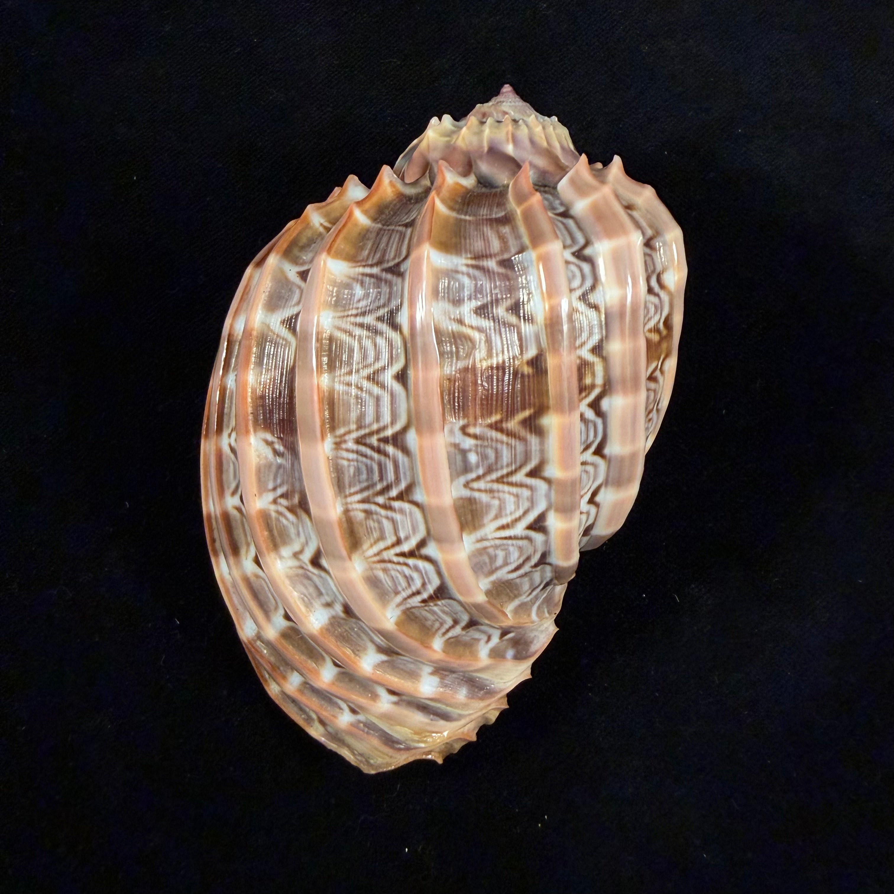 Harpa cabriti P. Fischer, 1860 - 99,6mm
