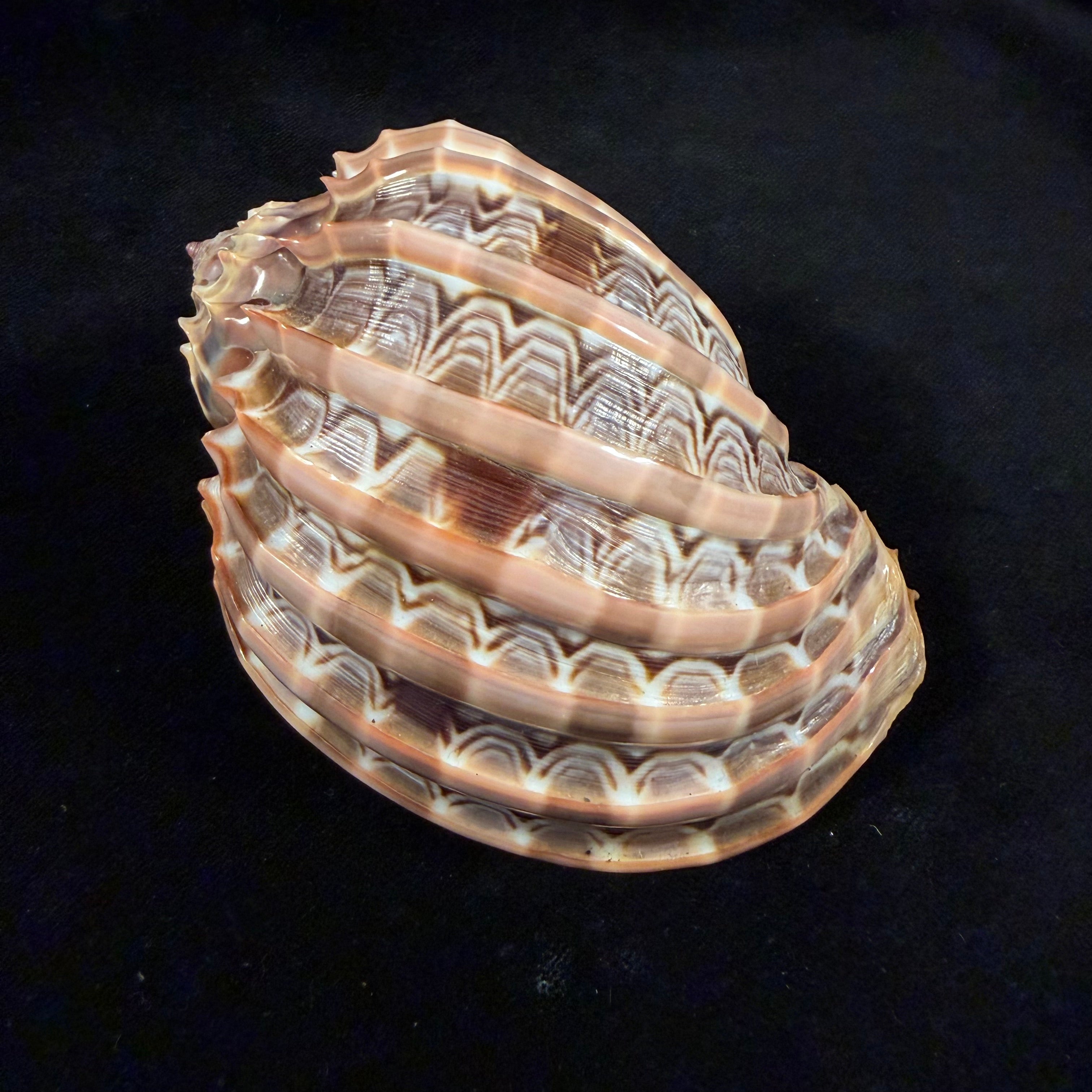 Harpa cabriti P. Fischer, 1860 - 99,6mm
