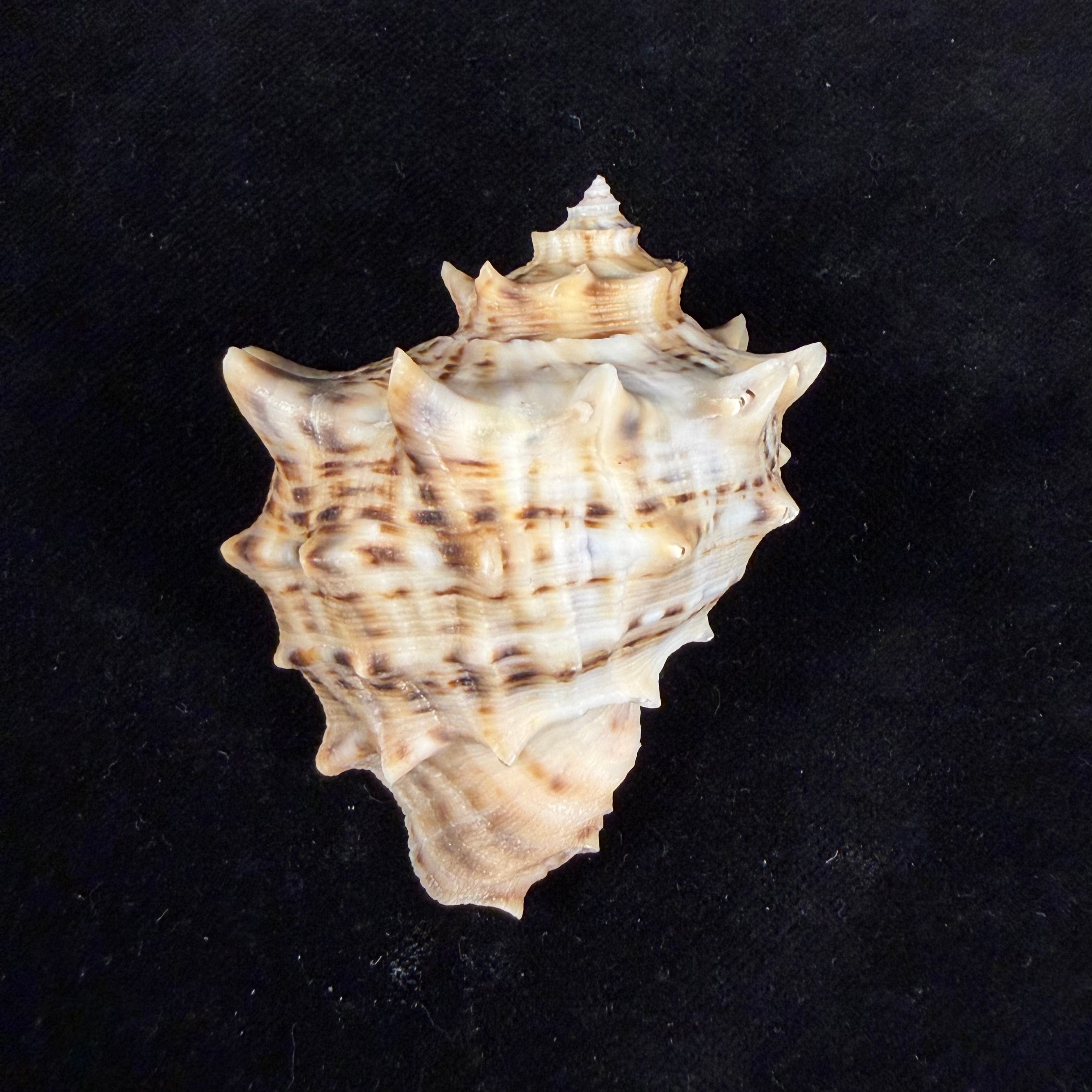 Rapana venosa f. pechiliensis (Valenciennes, 1846) - 65mm