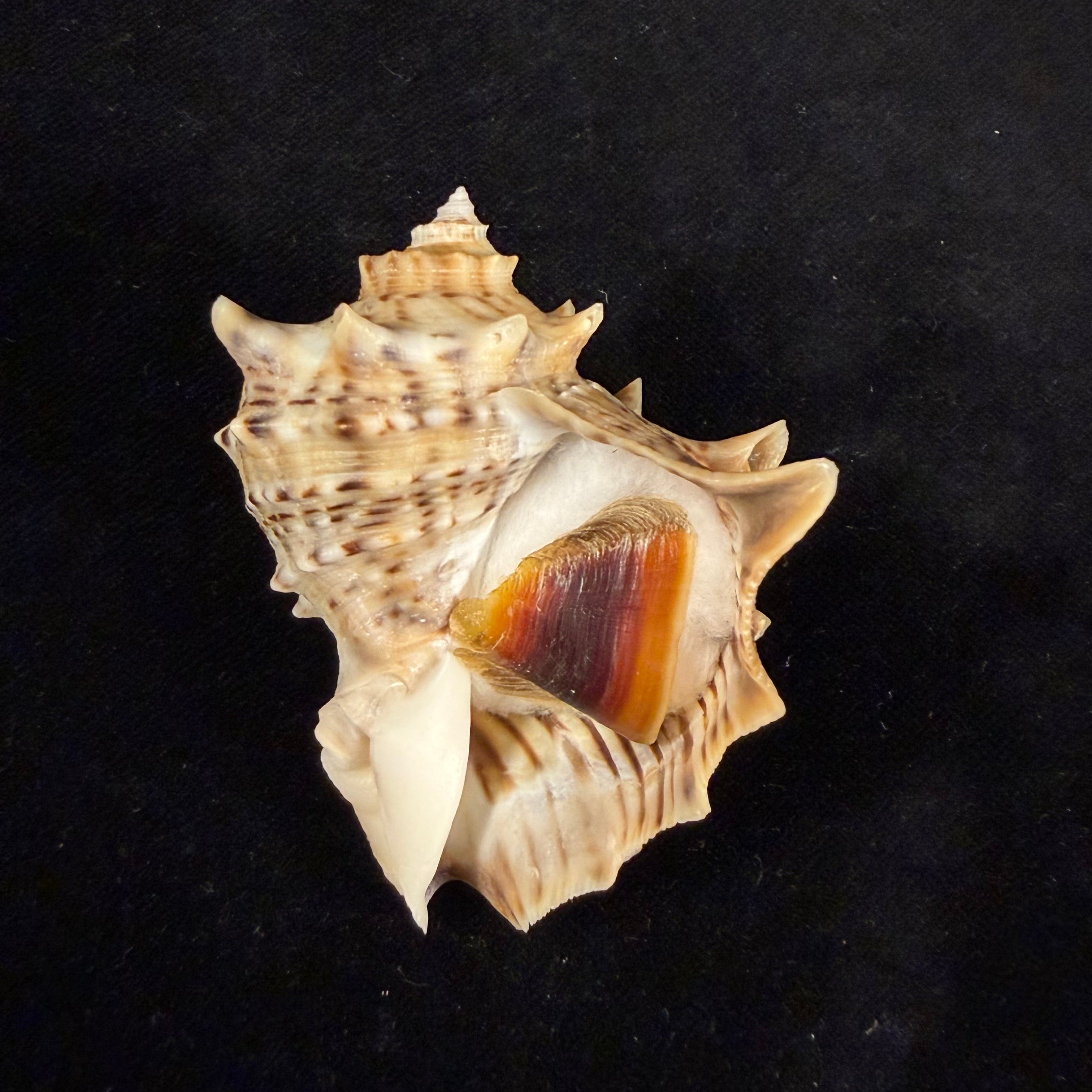 Rapana venosa f. pechiliensis (Valenciennes, 1846) - 65mm