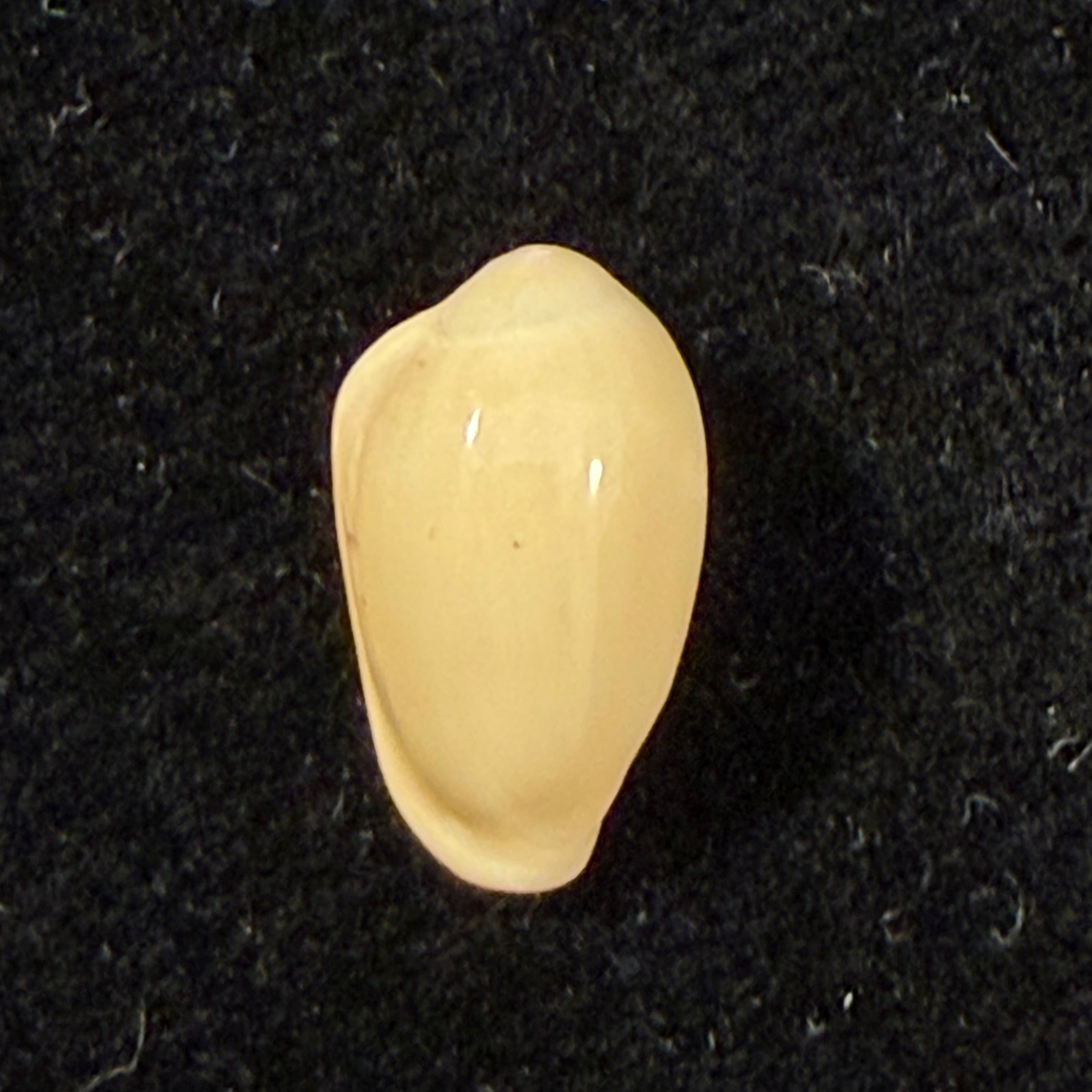 Hyalina keenii (Marrat, 1871) - 12,5mm
