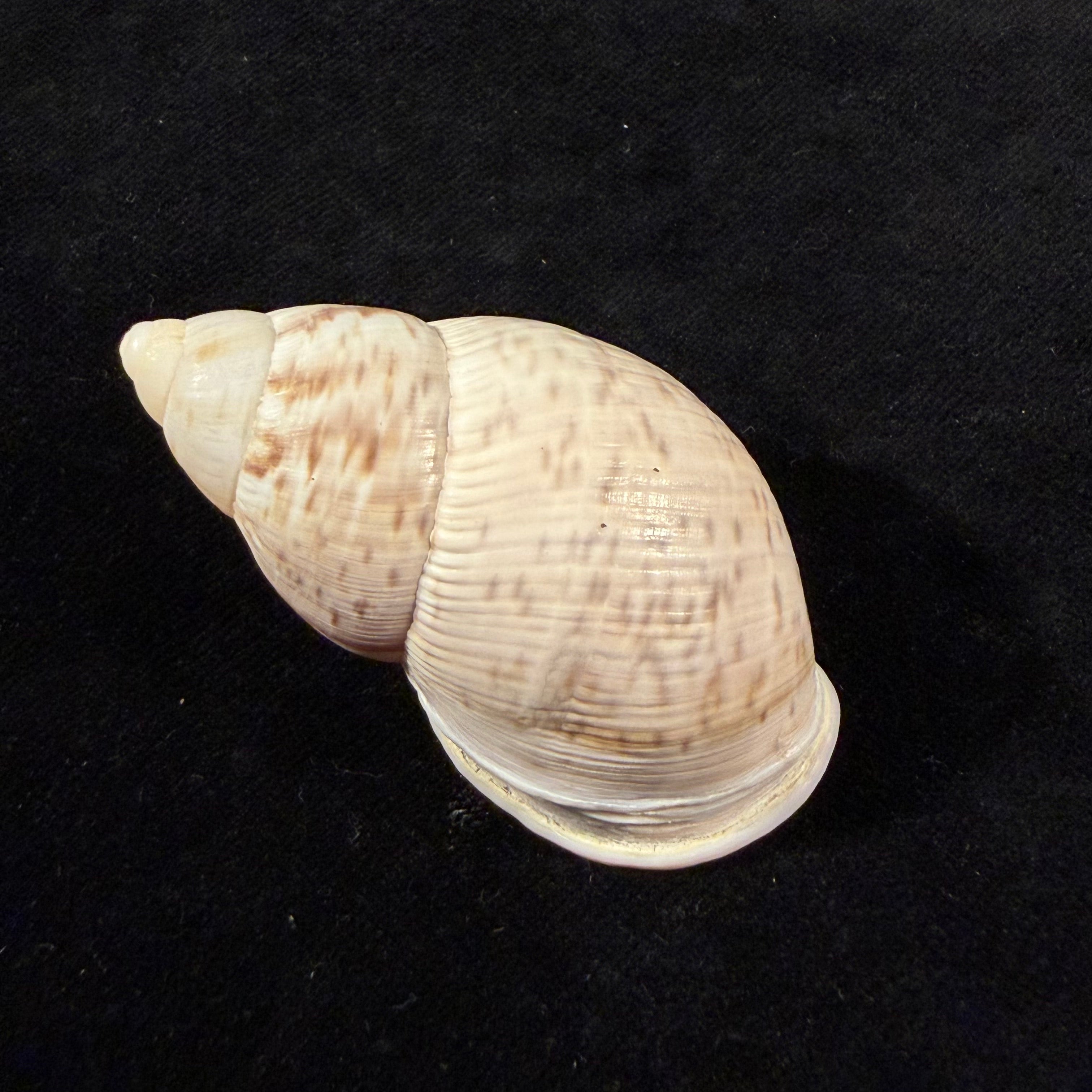 Porphyrobaphe iostoma (G. B. Sowerby I, 1824) - 58,1mm