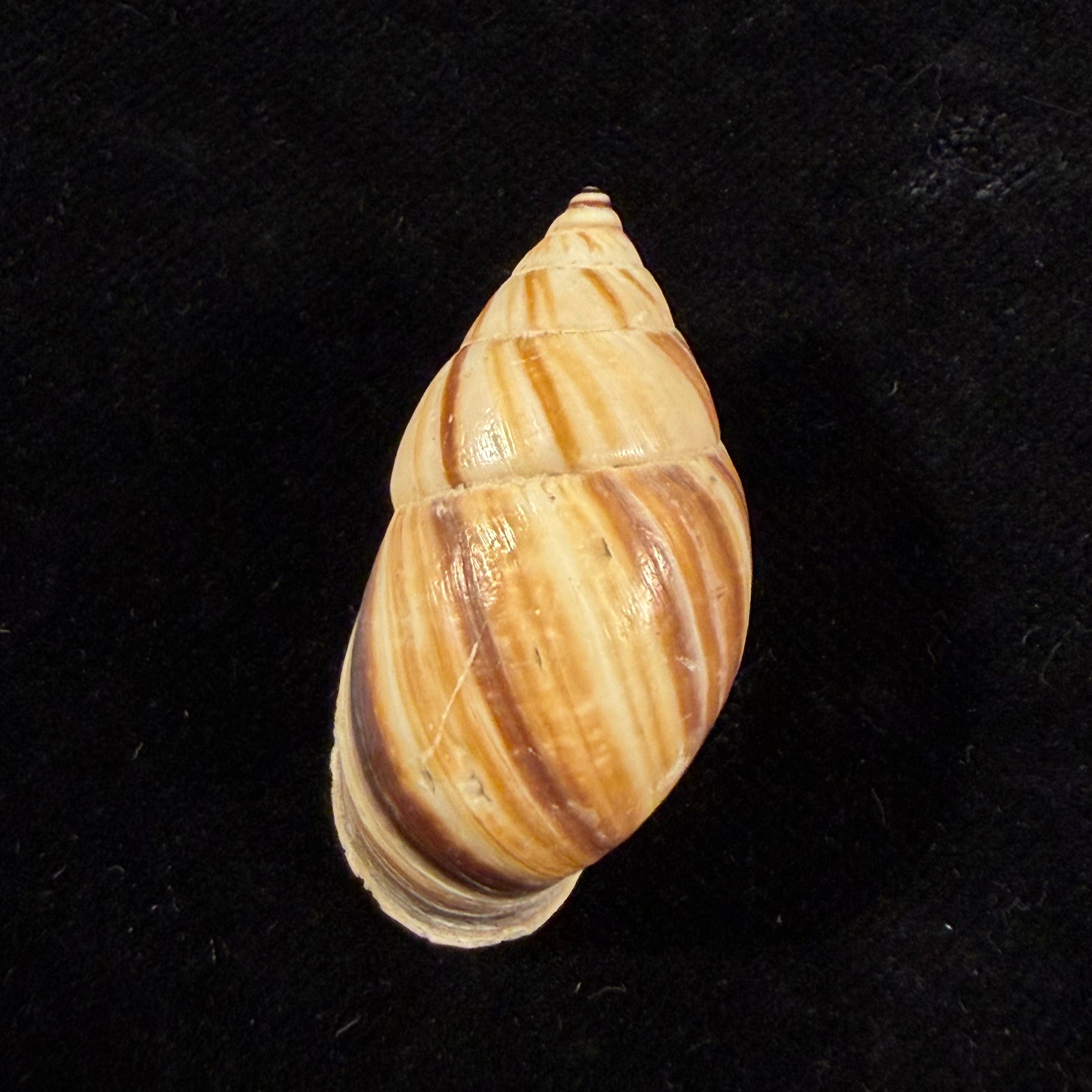 Neopetraeus arboriferus rectistrigatus Pilsbry, 1898 - 36,6mm