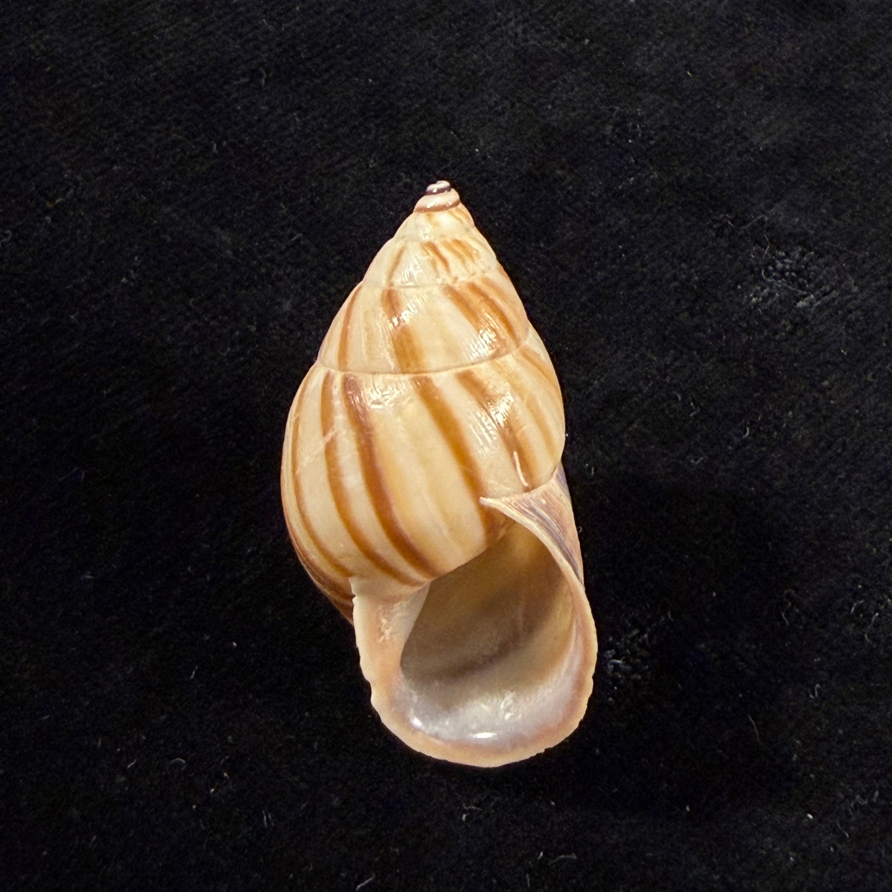 Neopetraeus arboriferus rectistrigatus Pilsbry, 1898 - 36,6mm