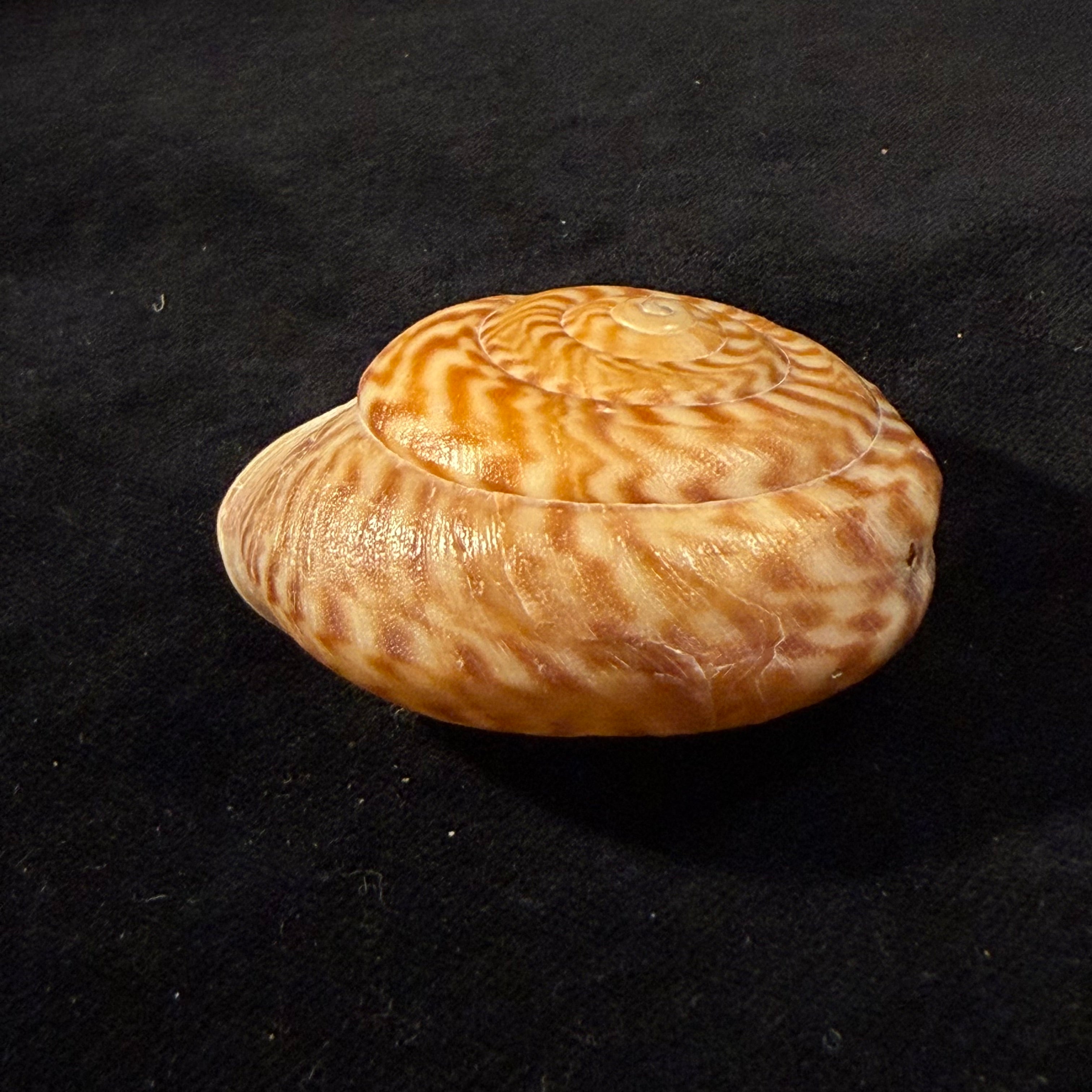 Solaropsis pellisserpentis (Gmelin, 1791) - 53mm