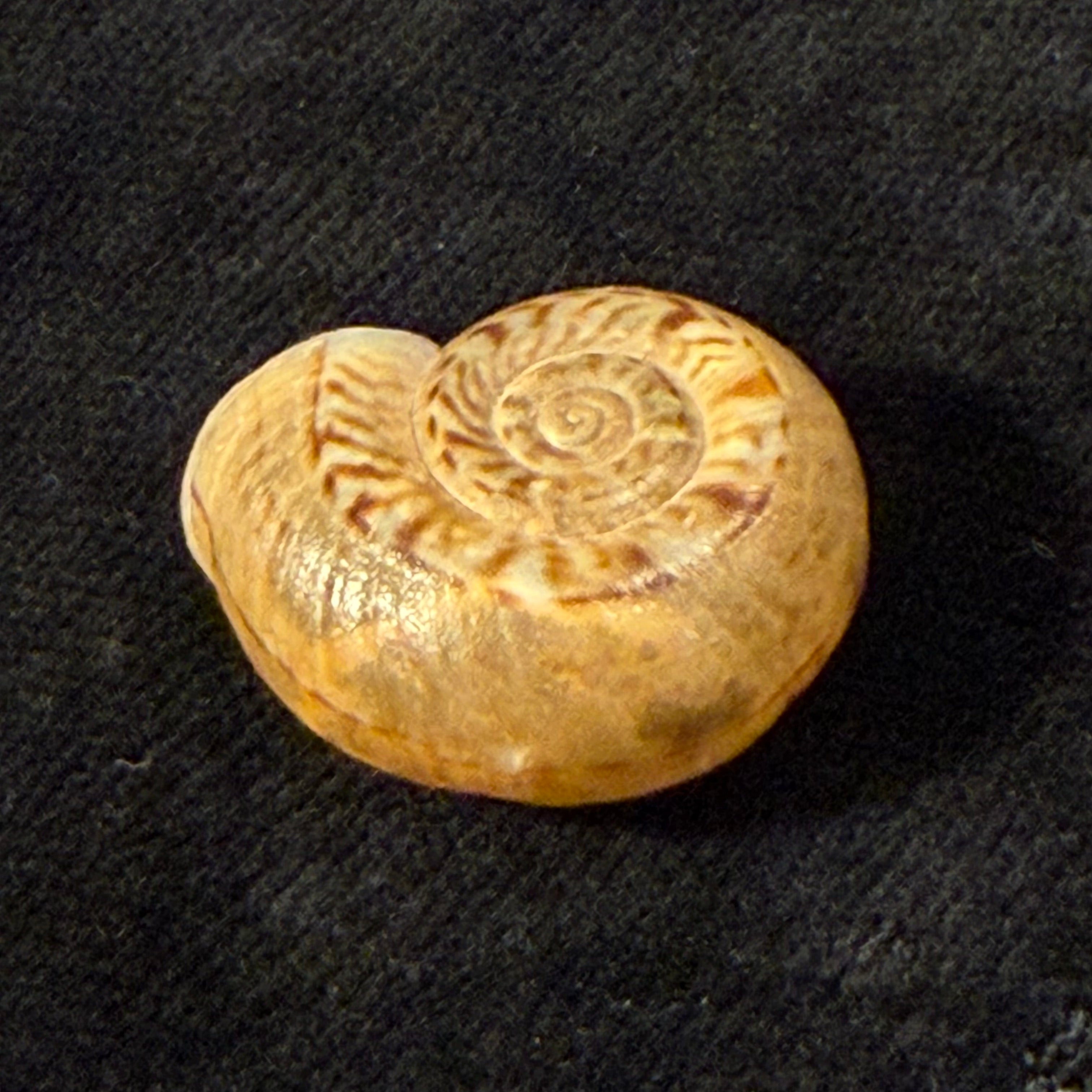 Solaropsis boetzkesi (K. Miller, 1878) - 21,8mm