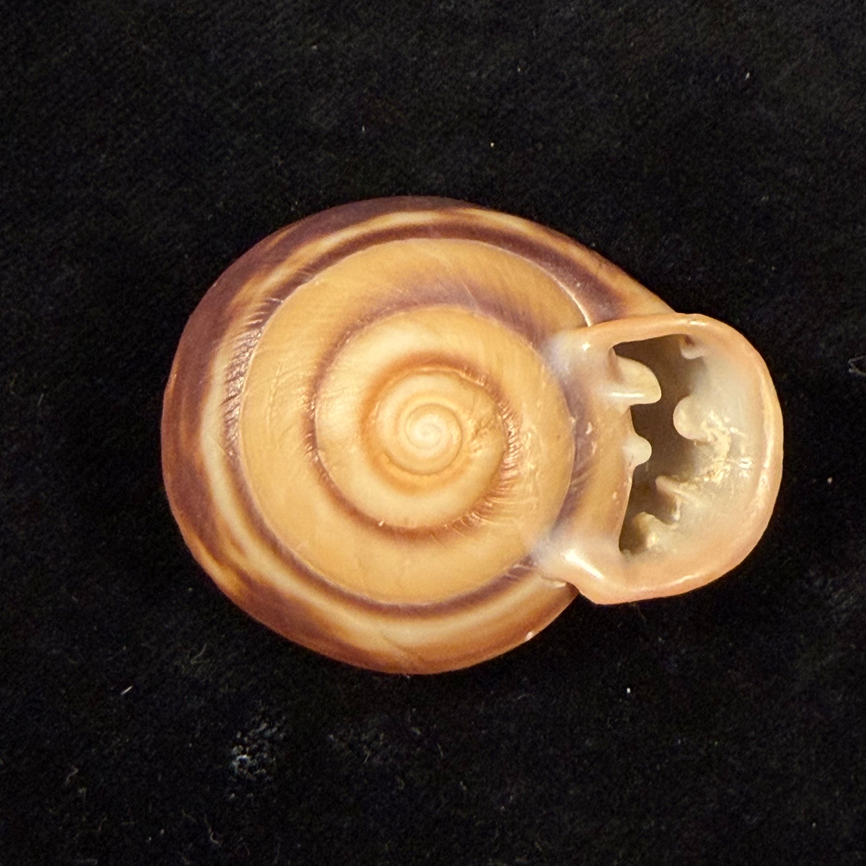 Anostoma octodentatus verreauxianum Hupe, 1857 - 43,1mm