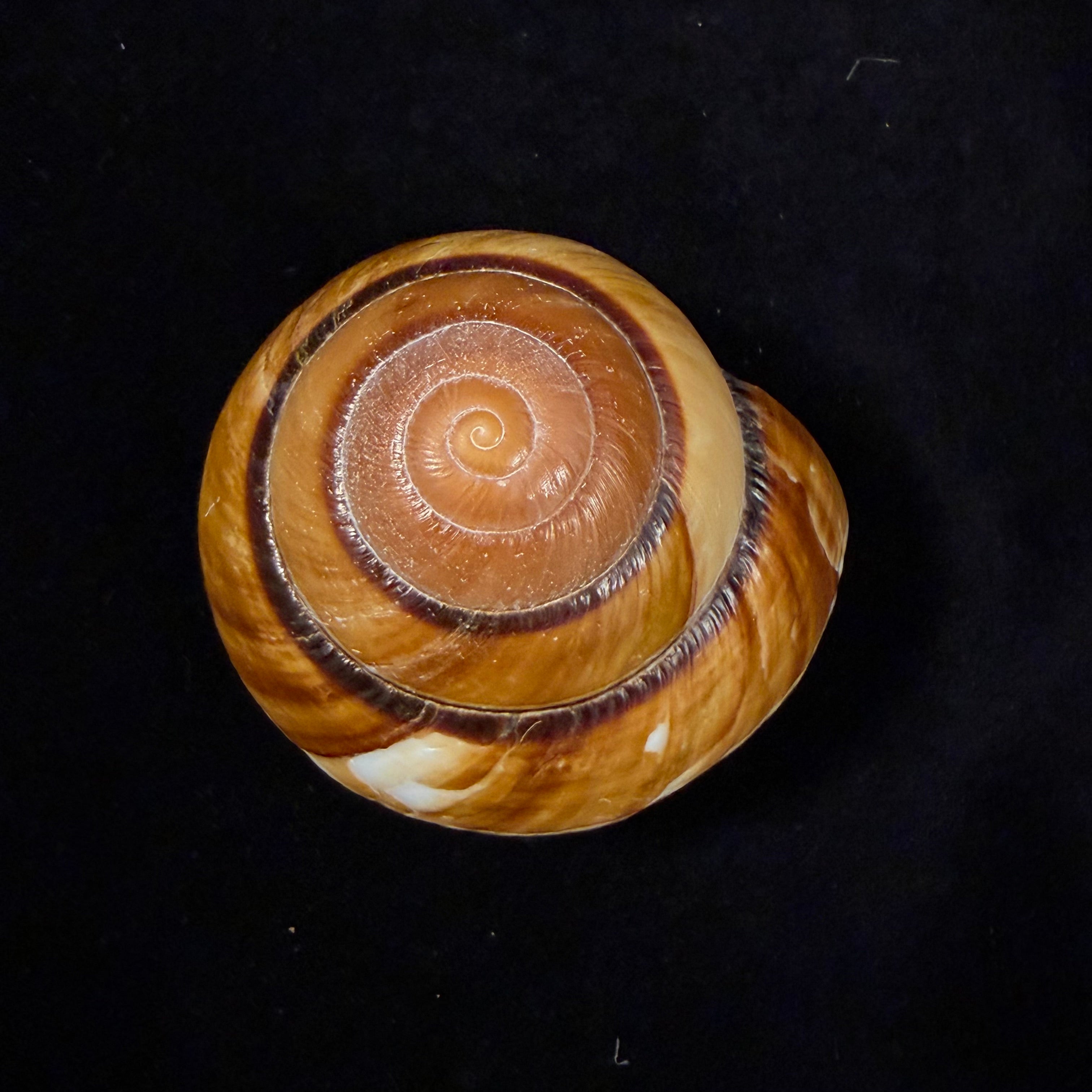 Bertia cambojiensis (Reeve, 1860) - 68,5mm