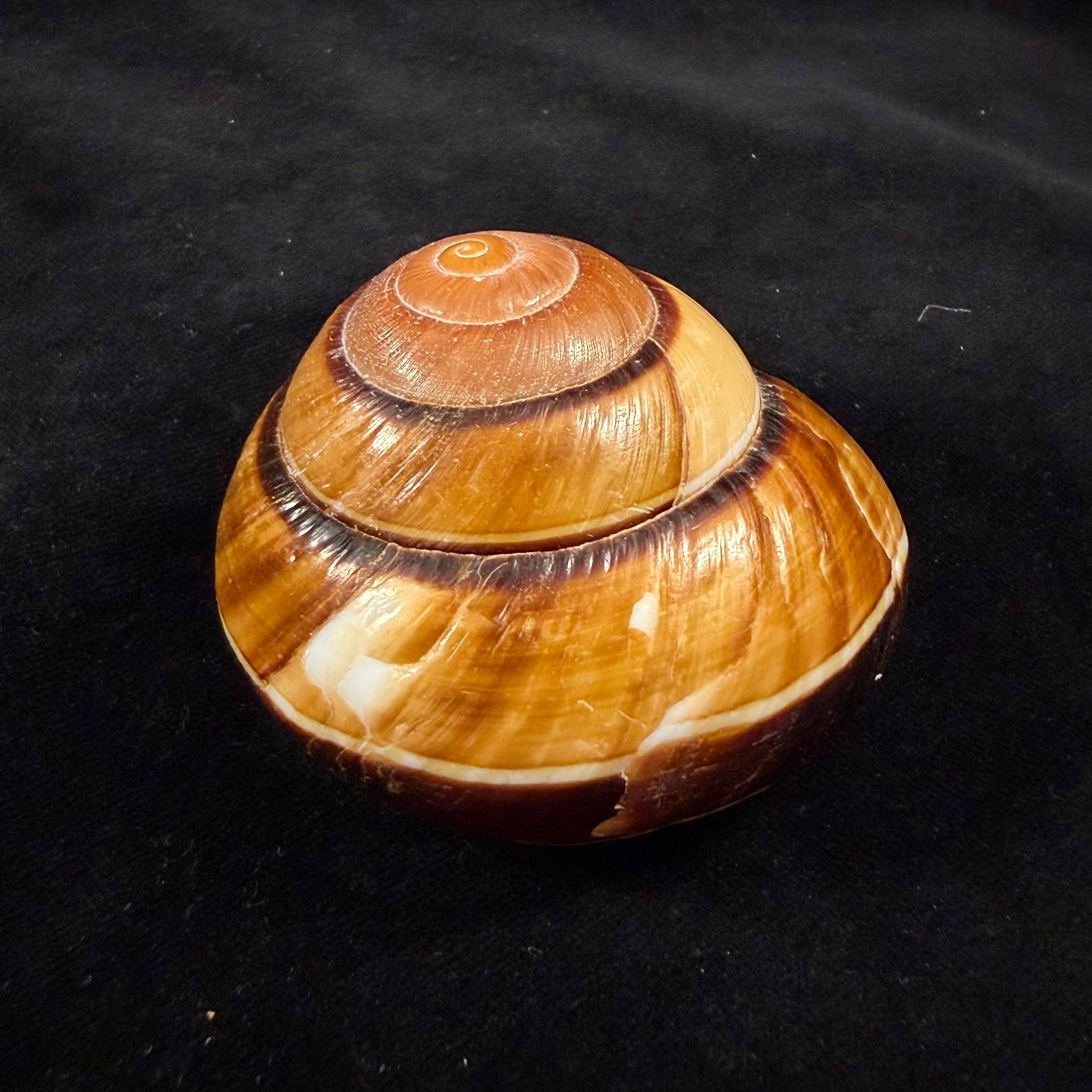 Bertia cambojiensis (Reeve, 1860) - 68,5mm