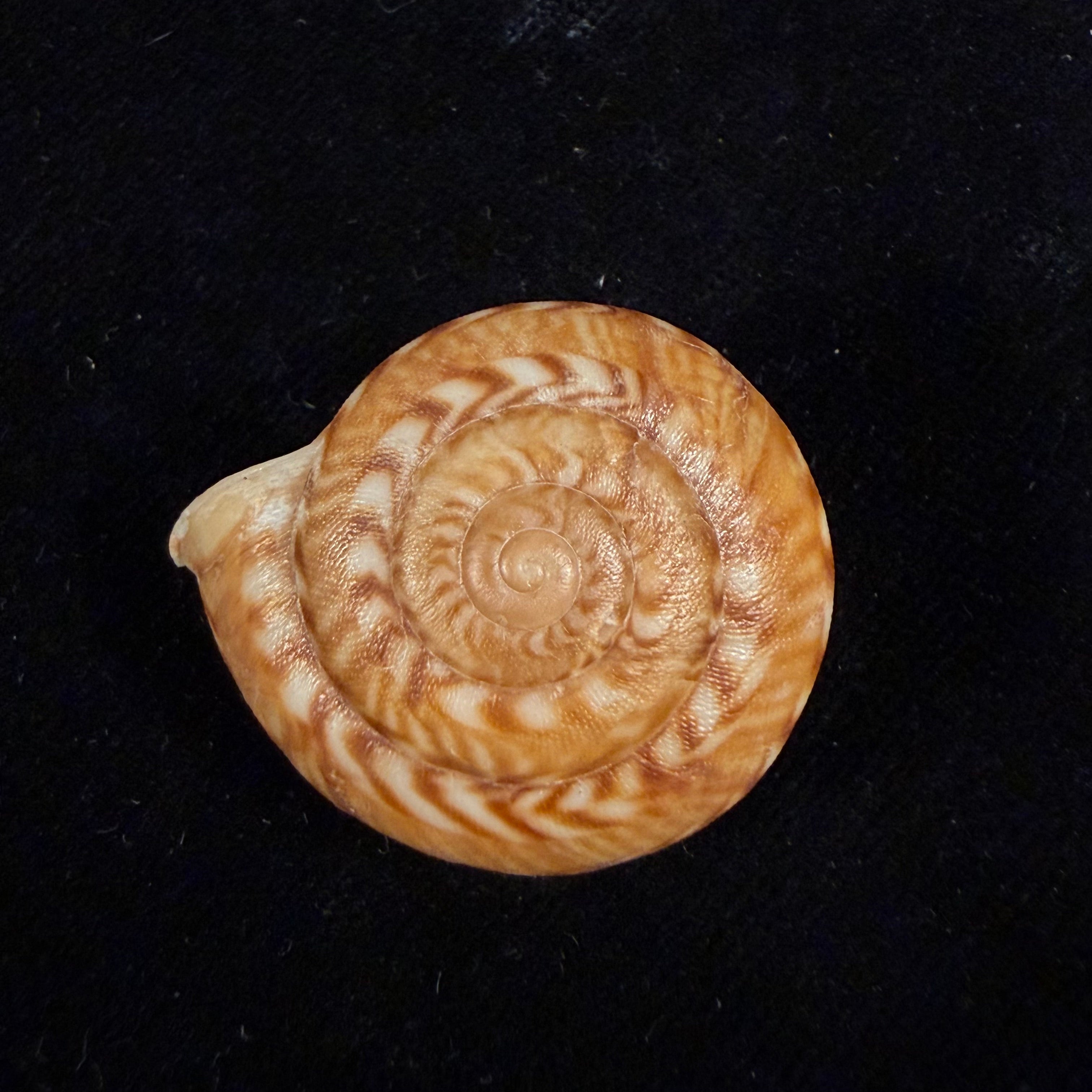 Solaropsis brasiliana (Deshayes, 1832) - 32,7mm