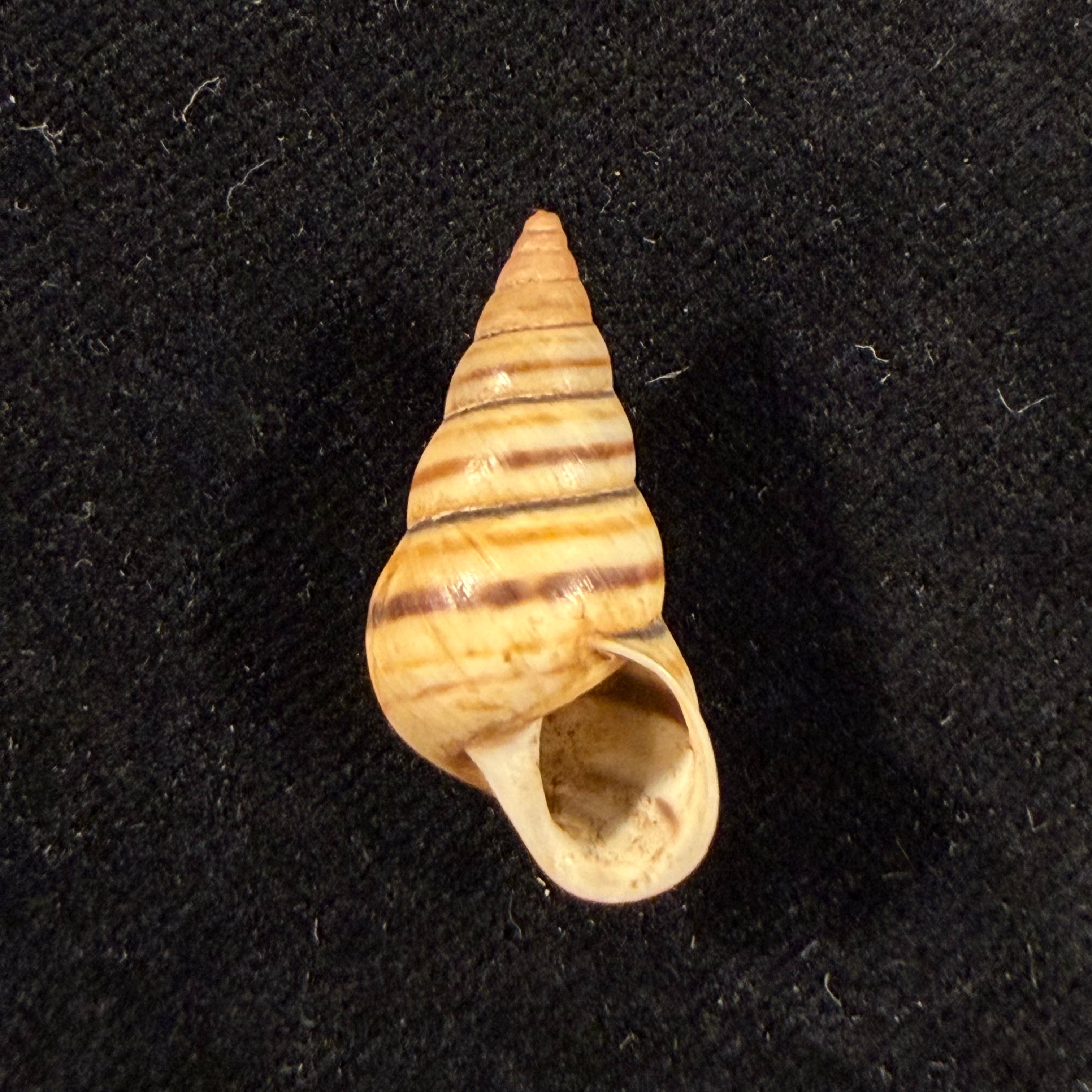 Sanniostracus obliquus (Reeve, 1849) - 27,1mm