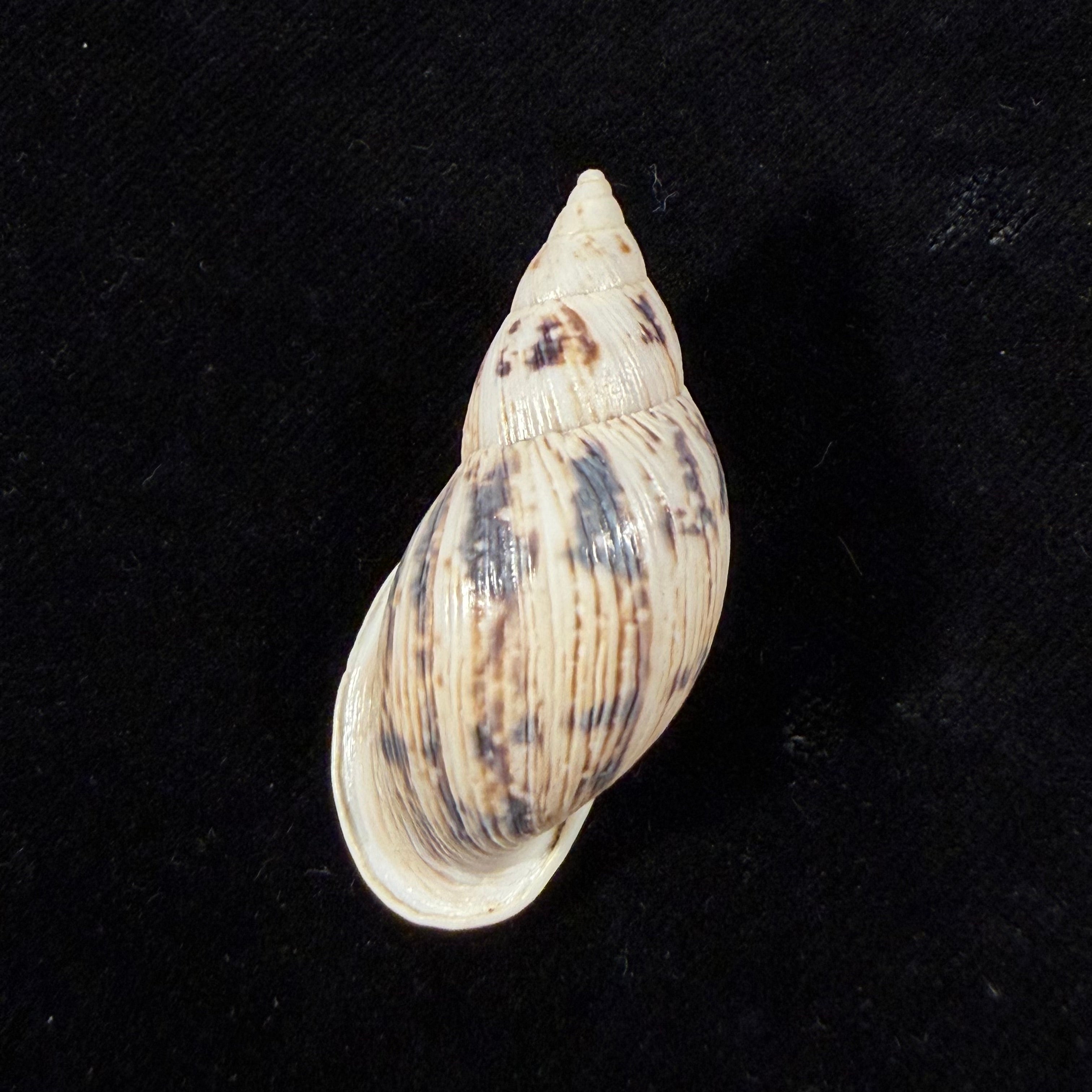 Drymaeus costatus Breure & Vega-Luz, 2021 - 45,7mm