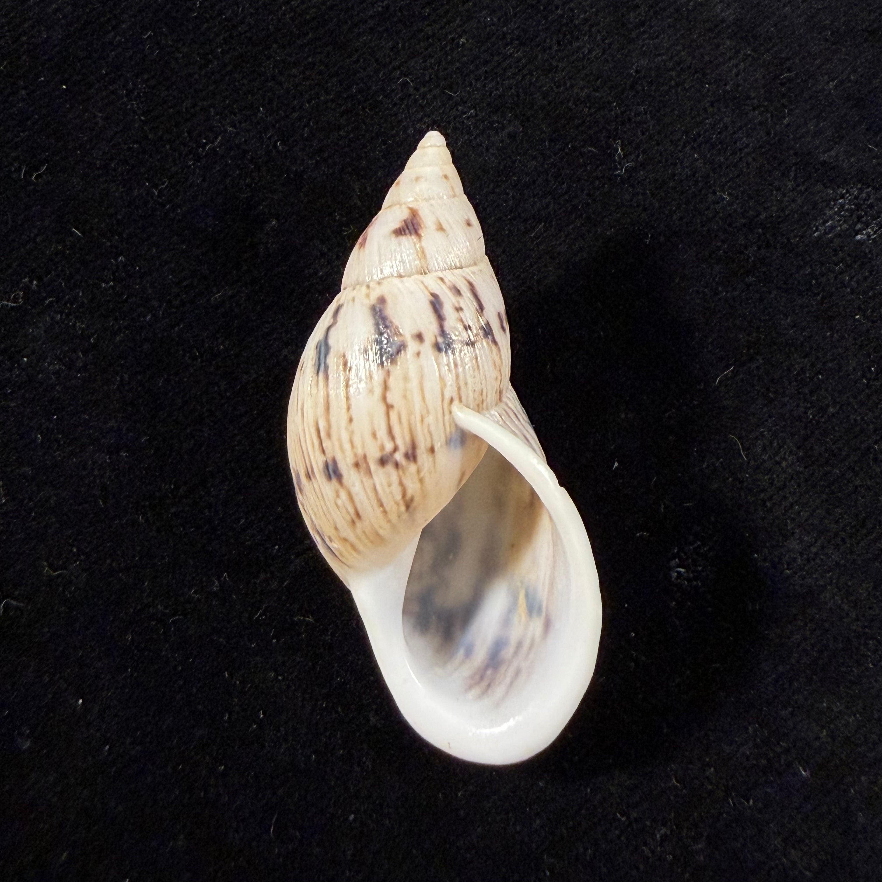 Drymaeus costatus Breure & Vega-Luz, 2021 - 45,7mm
