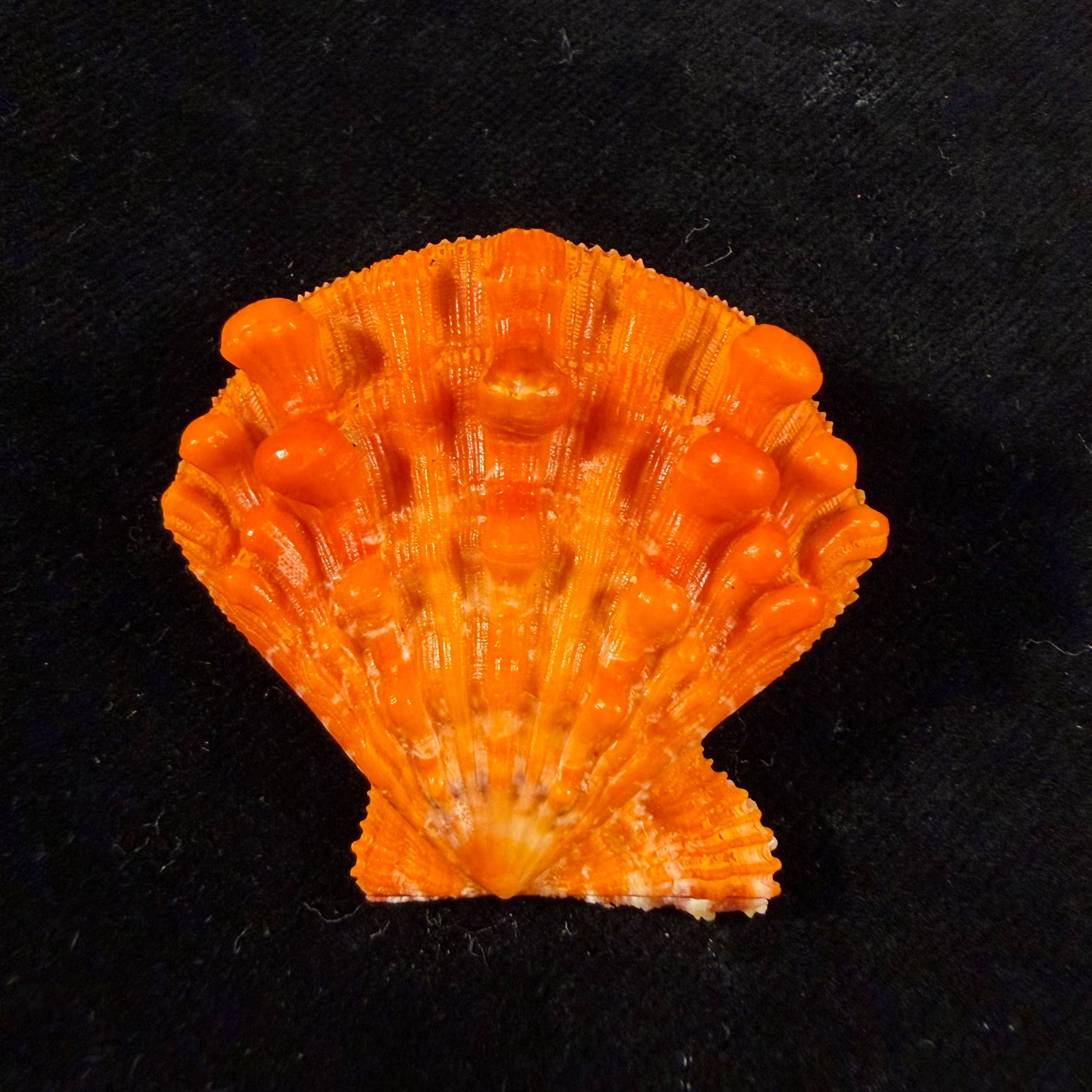 Nodipecten nodosus (Linnaeus, 1758) - 36,8mm