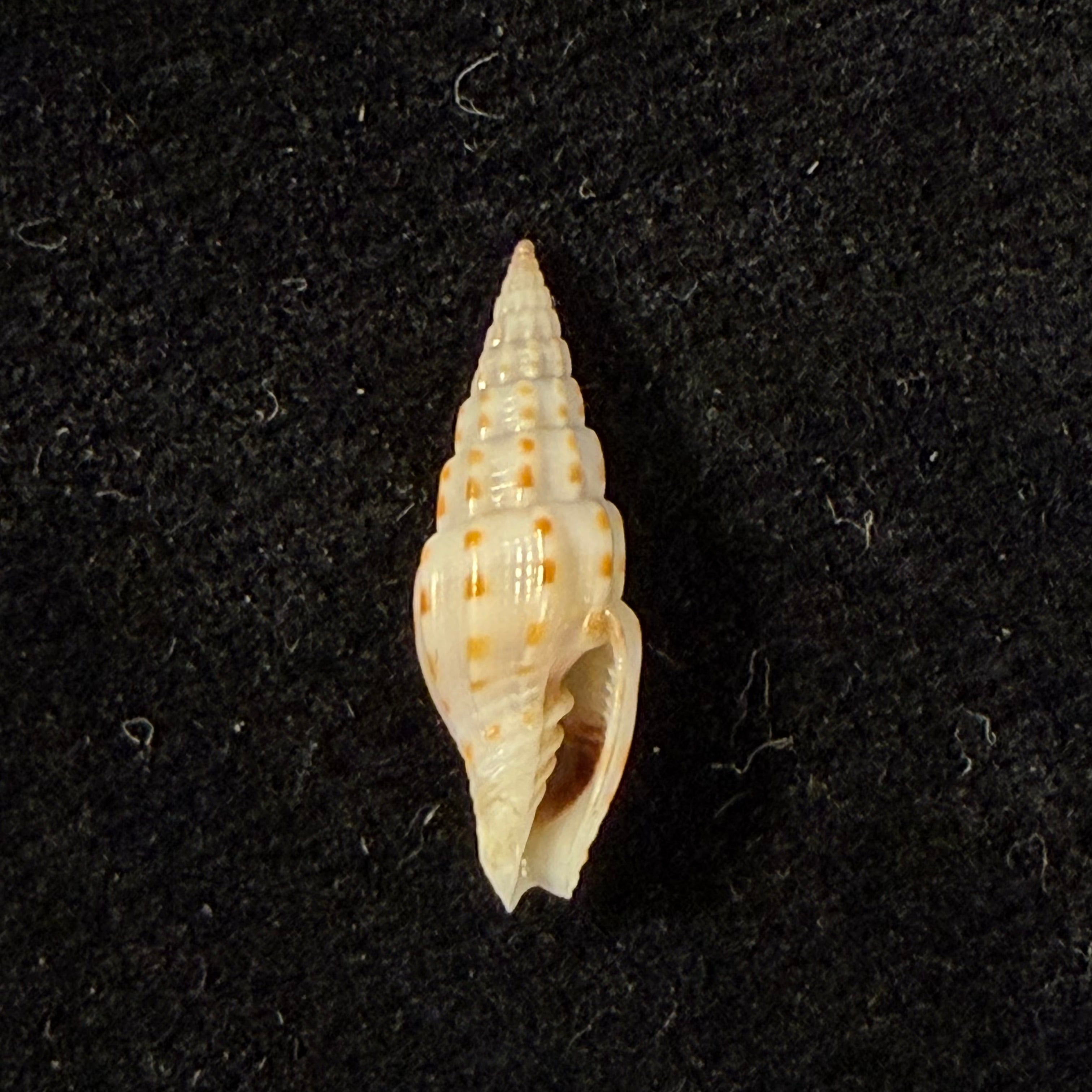 Vexillum michaui wilsi Buijse & H. Dekker, 1990 - 15,4mm