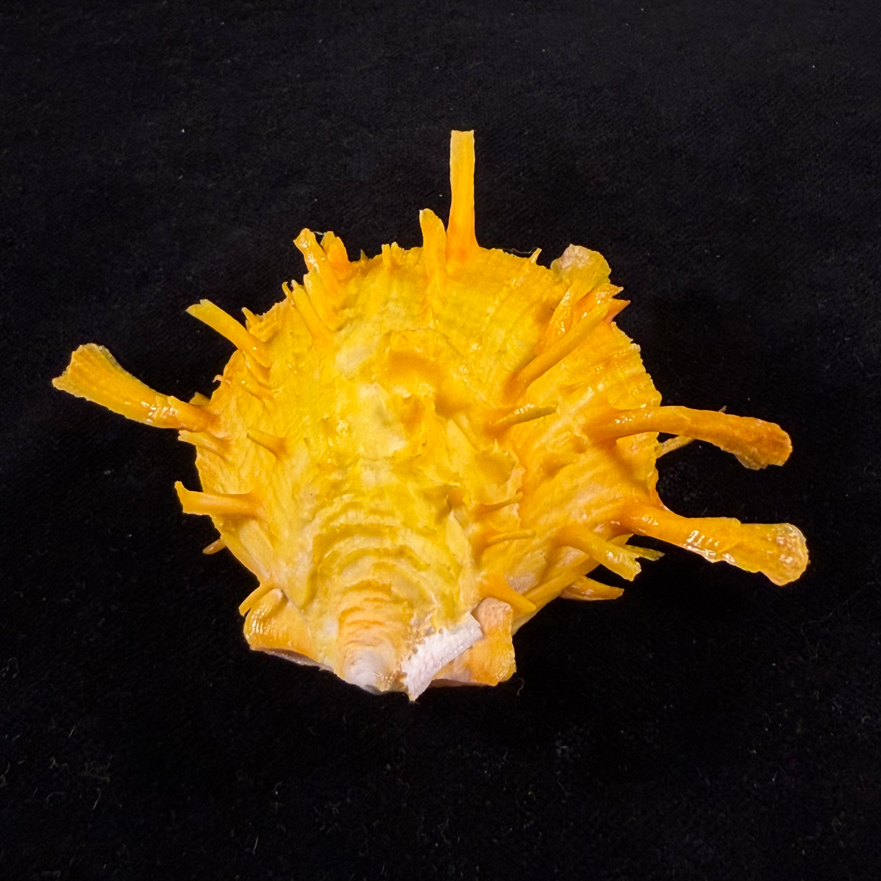 Spondylus ictericus Reeve, 1856 - 67,3mm