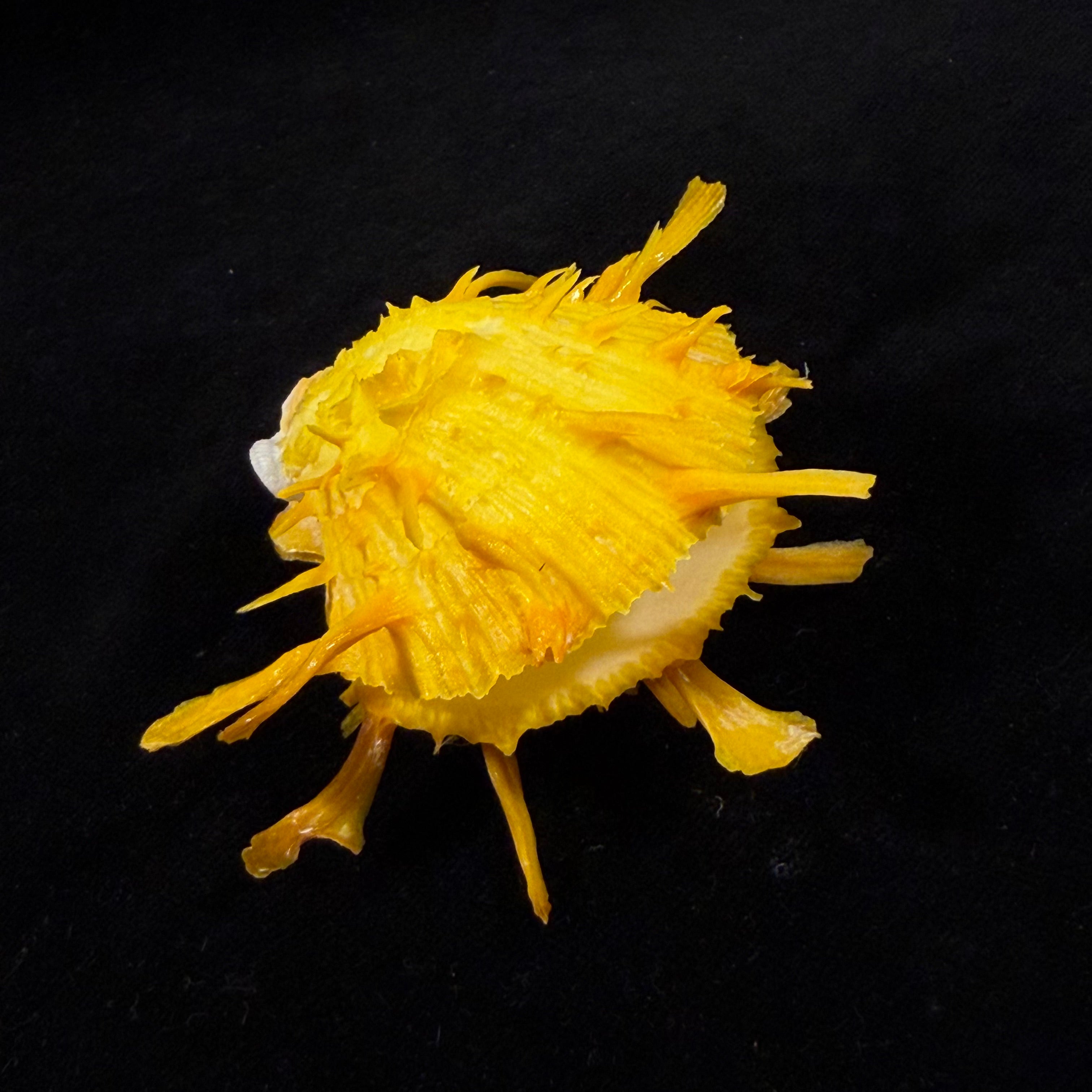 Spondylus ictericus Reeve, 1856 - 67,3mm