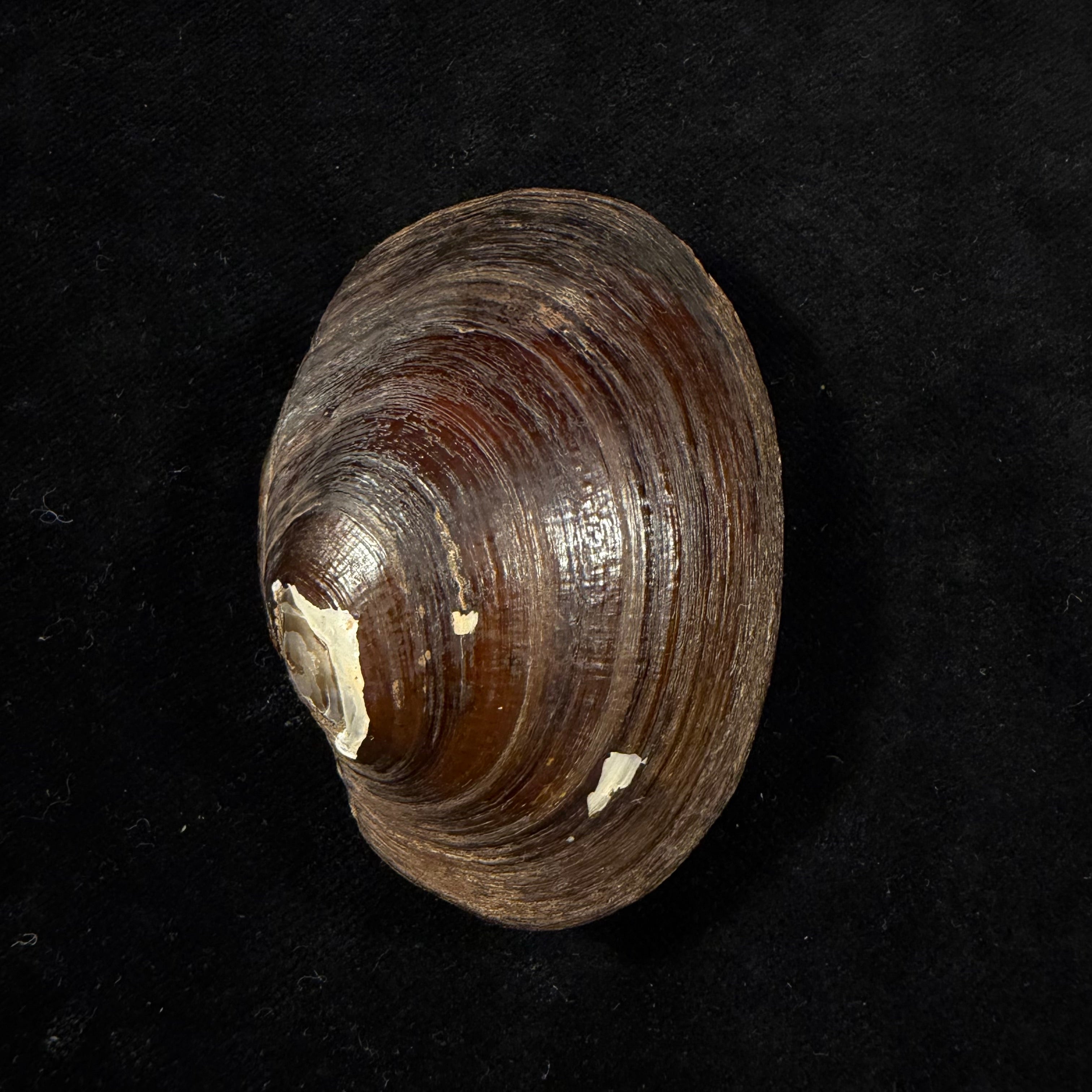 Diplodon deceptus (Simpson, 1914) - 63,6mm