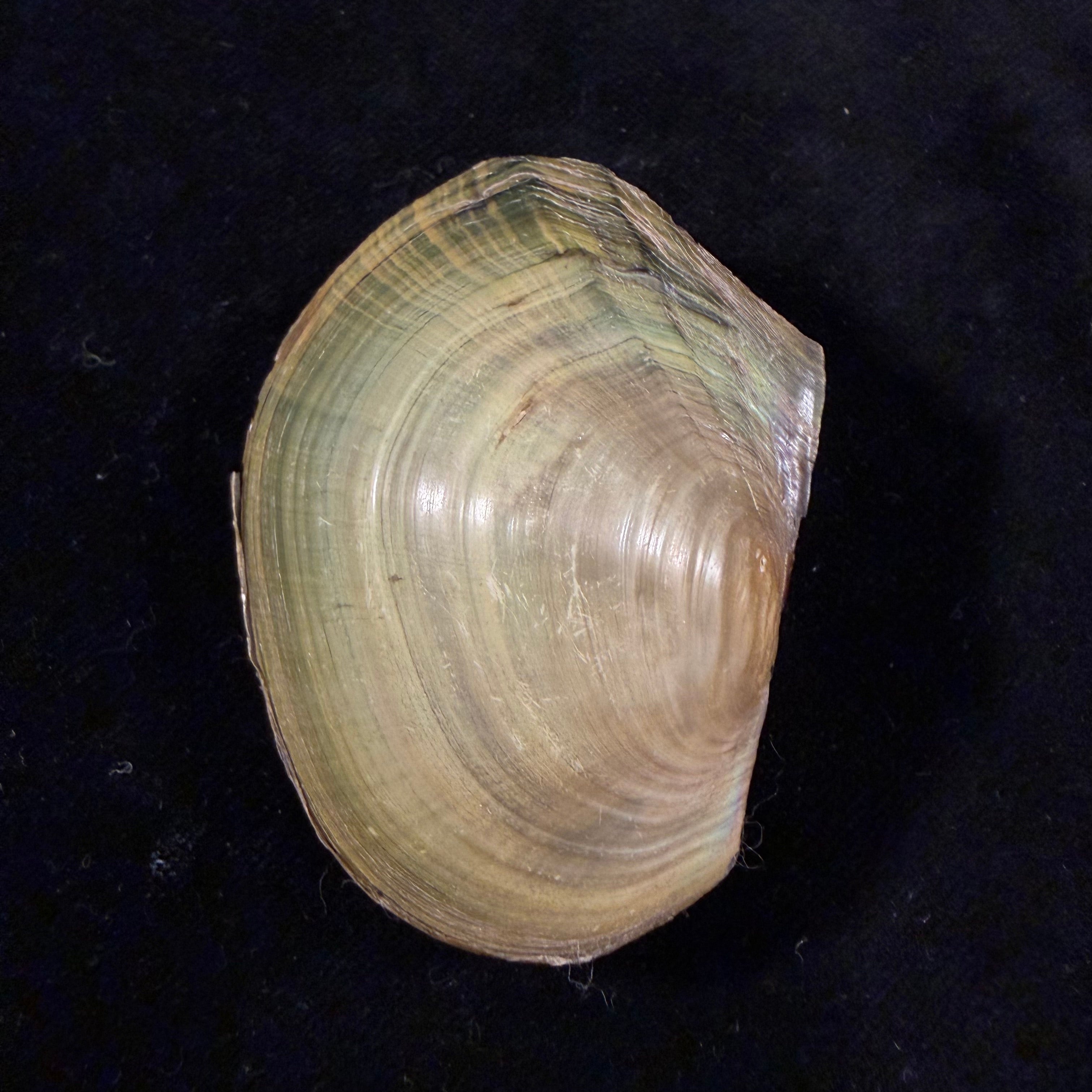 Sinanodonta woodiana (I. Lea, 1834) - 62,6mm