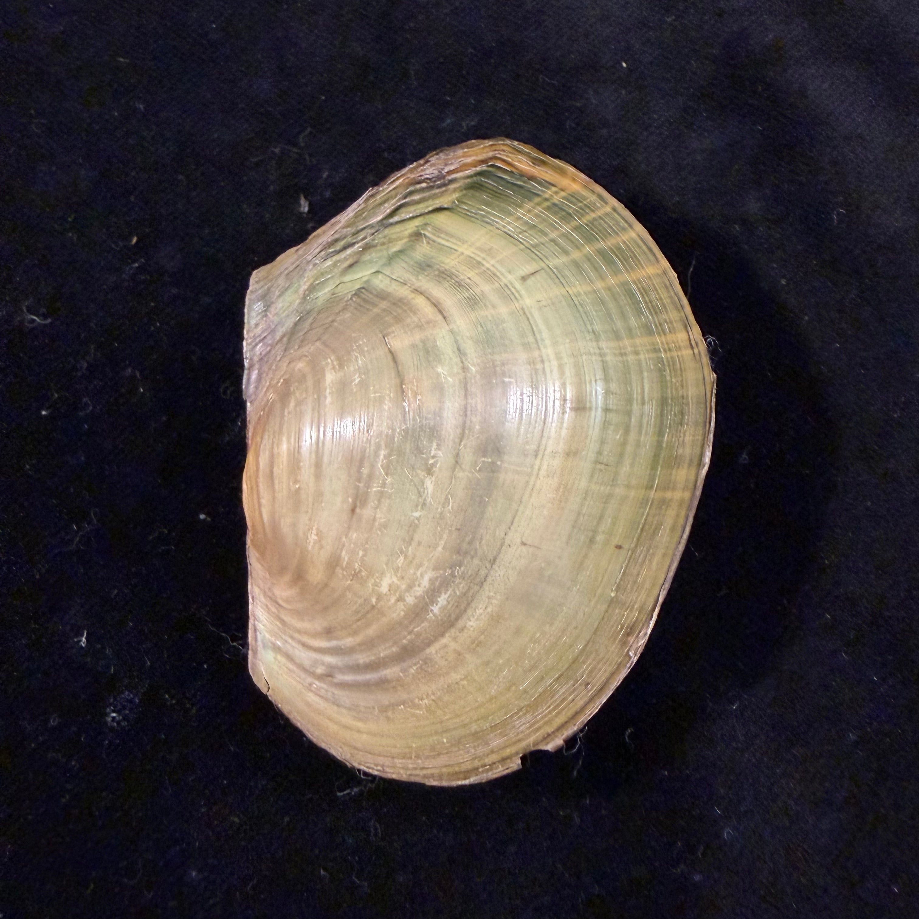 Sinanodonta woodiana (I. Lea, 1834) - 62,6mm