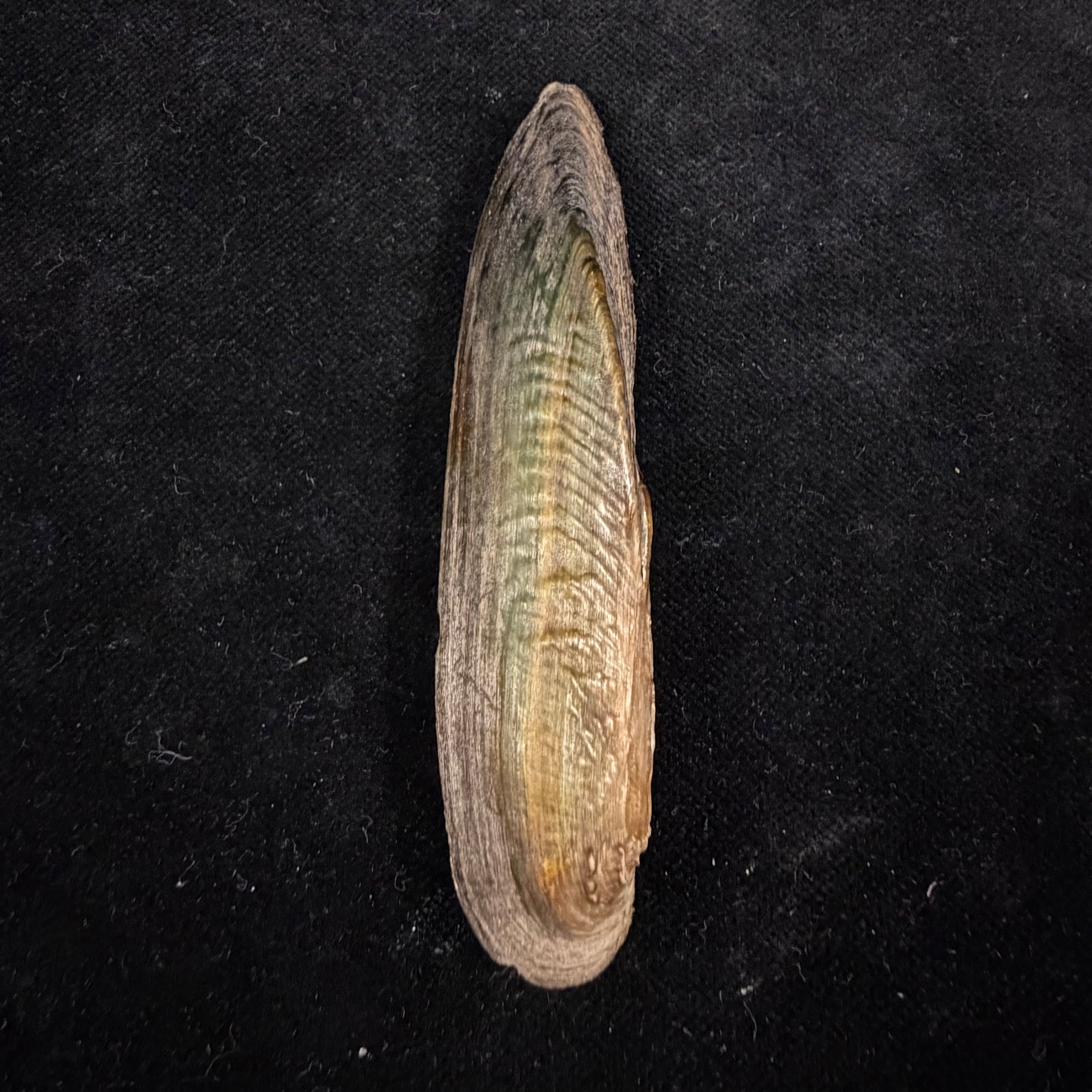 Lanceolaria grayii (J. E. Gray, 1833) - 87,2mm